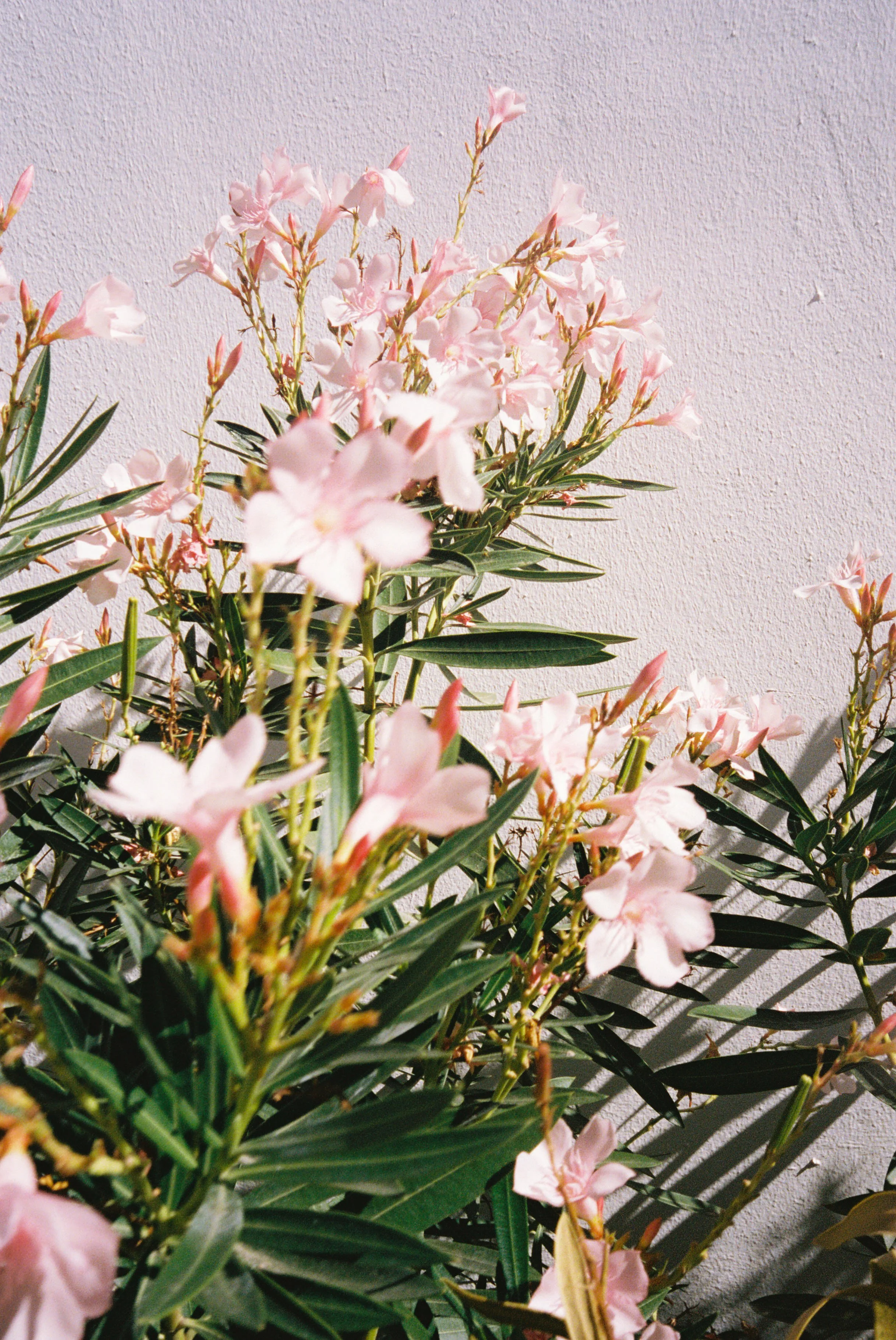 Kayla & Nikoli Wedding Photo Preview 228.JPG