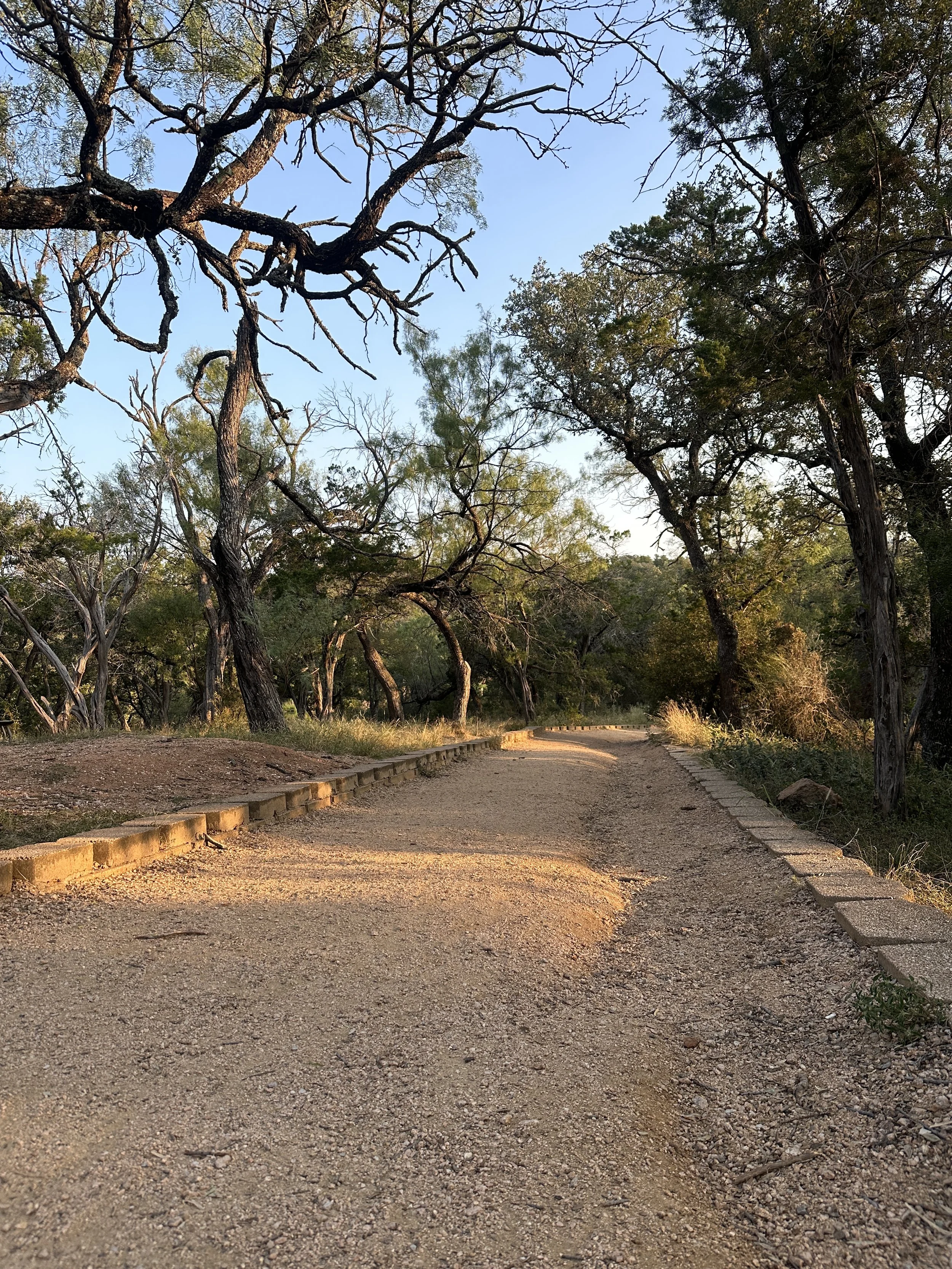 A dirt path winding through a forest with tall trees and green foliage, illuminated by sunlight with a clear blue sky overhead.