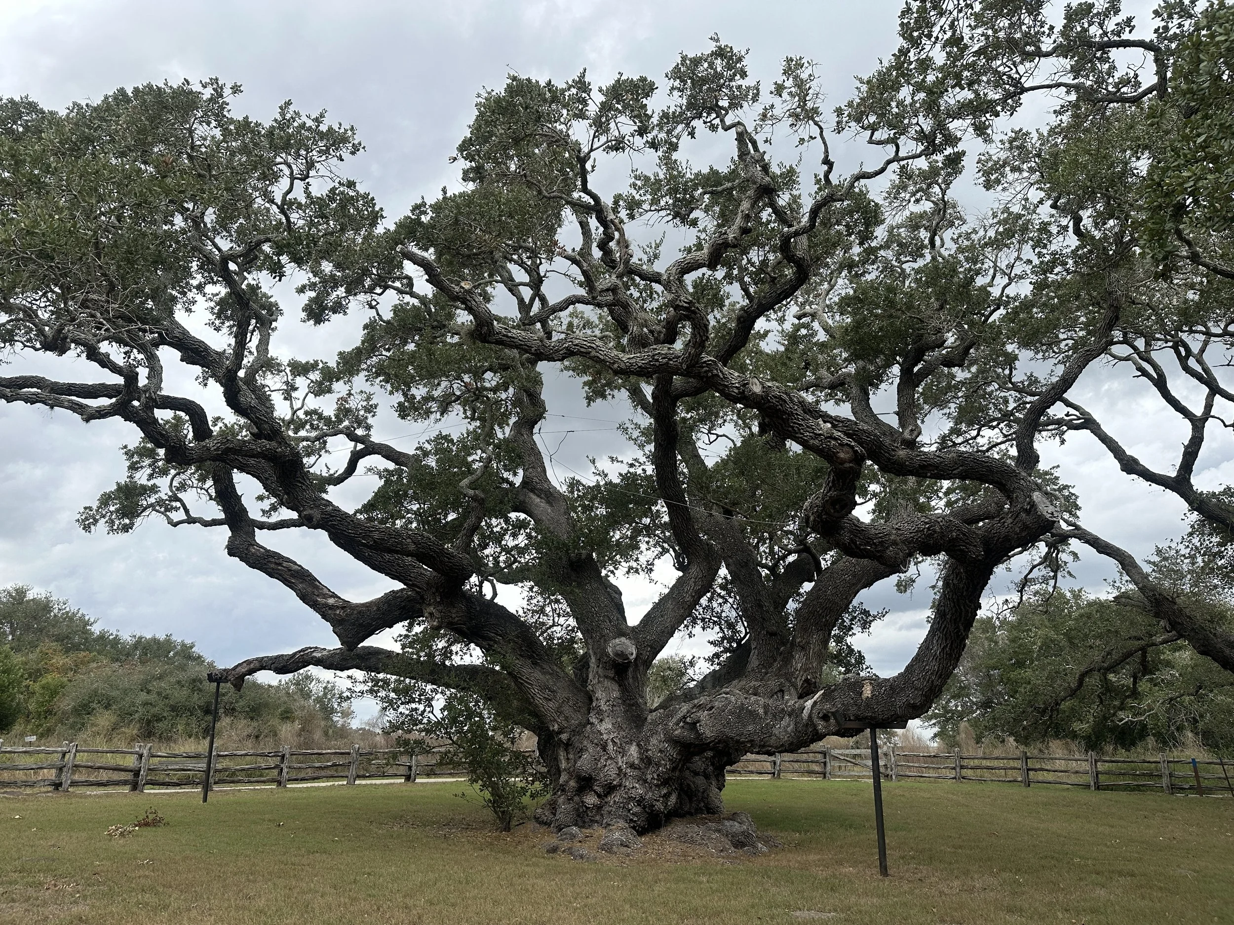 Large, twisted oak tree with a thick trunk and sprawling branches, situated on a grassy area with a wooden fence in the background and cloudy sky.