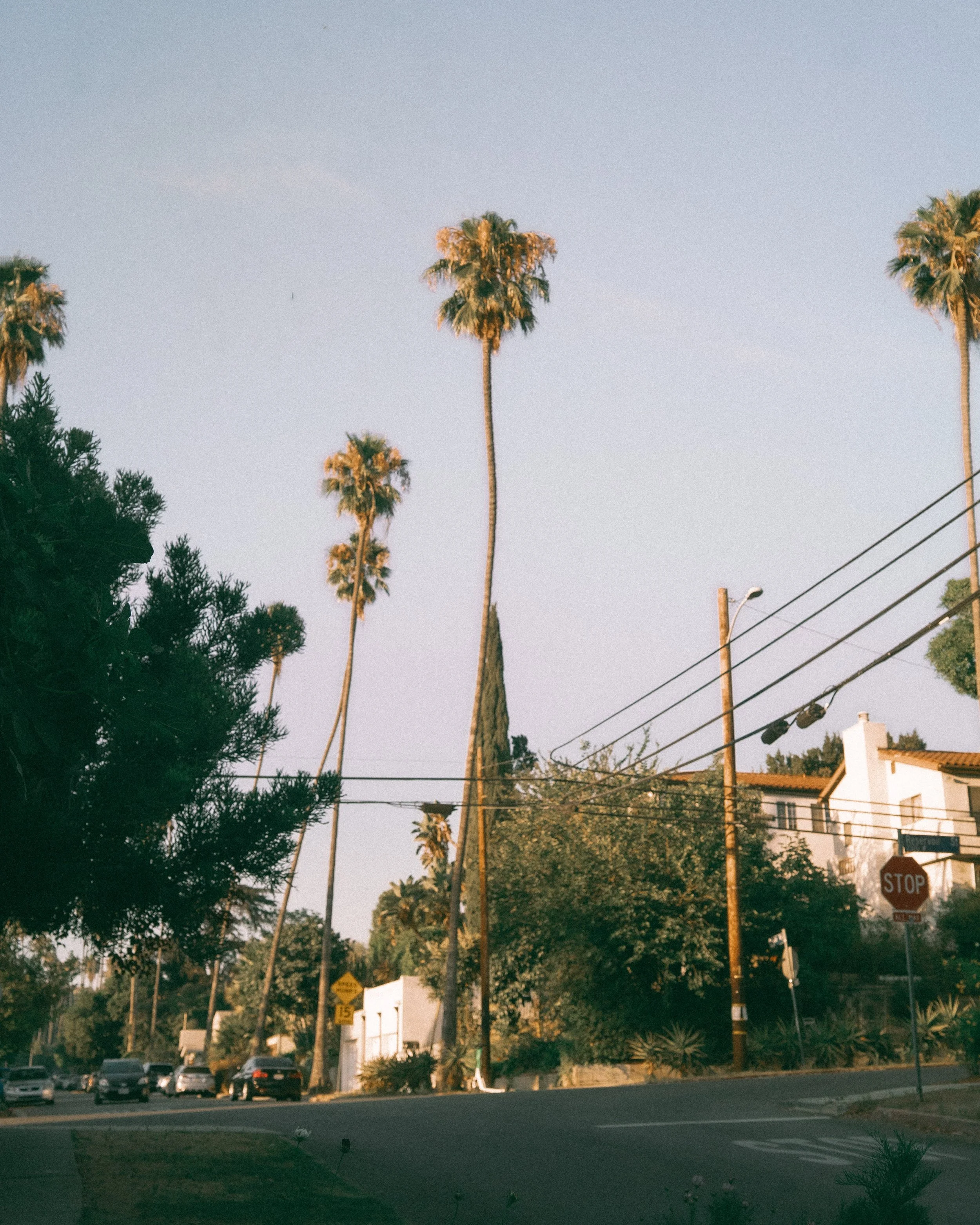 Street scene with tall palm trees, houses, cars, and power lines under a clear sky in a suburban area.