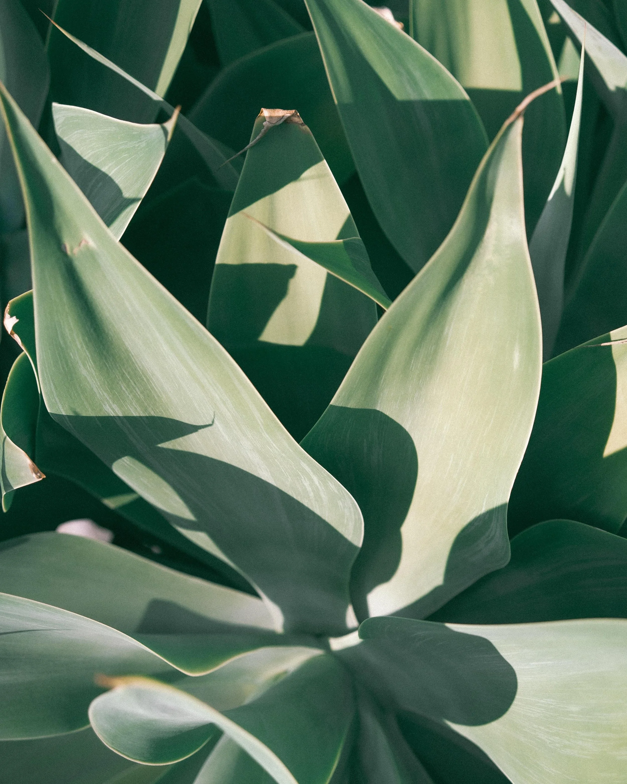 Close-up of green succulent plant leaves with shadows and sunlight.