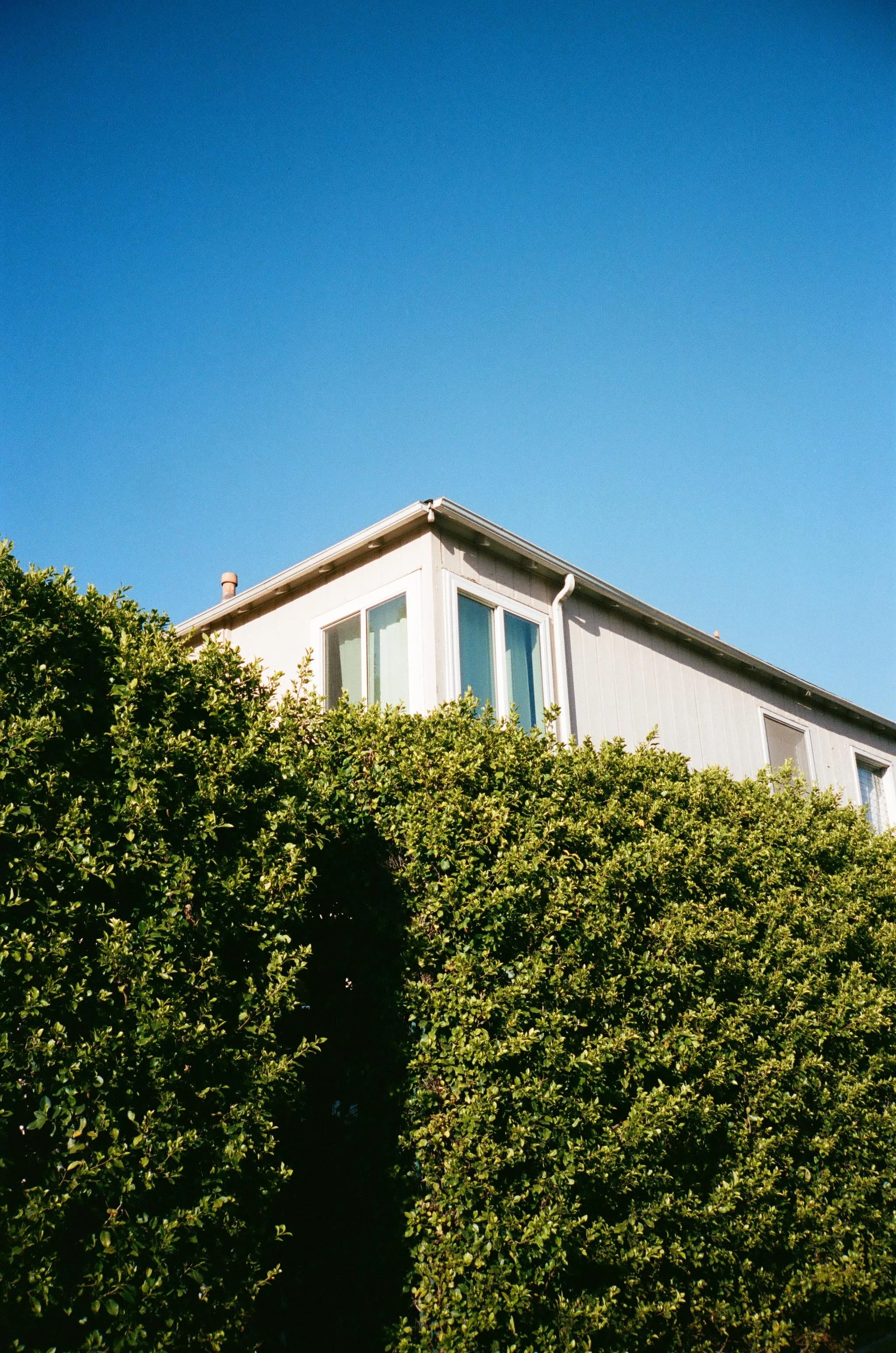 A house partially hidden behind lush green bushes under a clear blue sky, with visible windows and roof.
