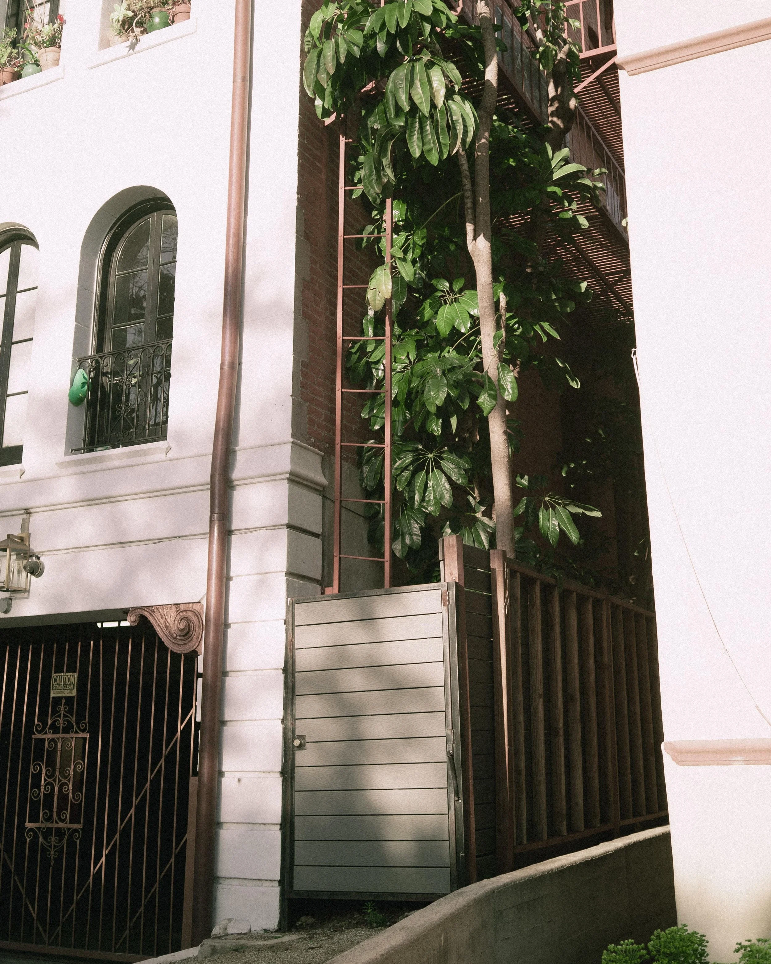 A side view of a building with two arched windows, a metal gate, a wooden fence, and a tall bush with large green leaves against the brick wall. There's a small gate and some plants at the bottom.
