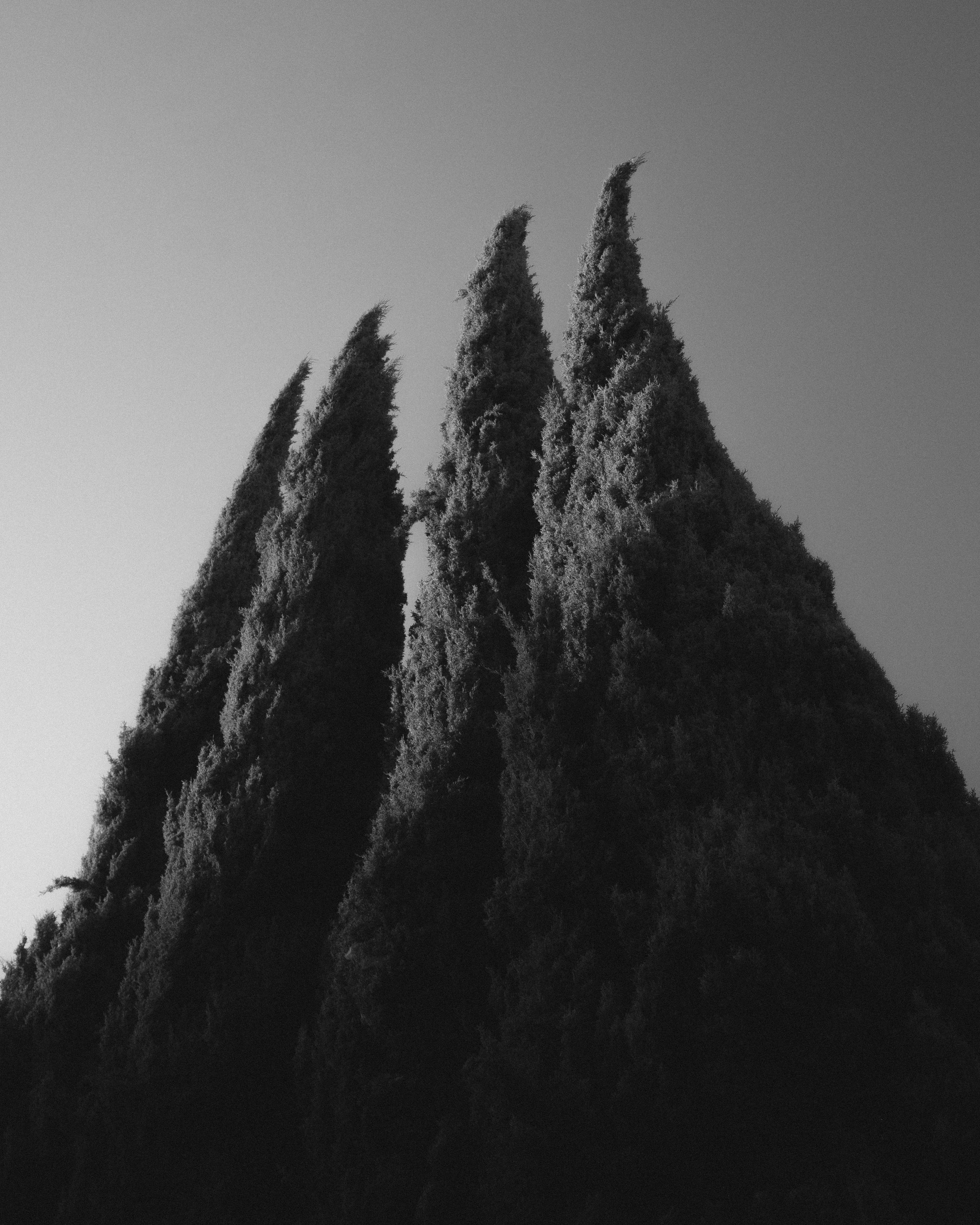 Tall, dense evergreen trees with pointed tops against a clear sky.