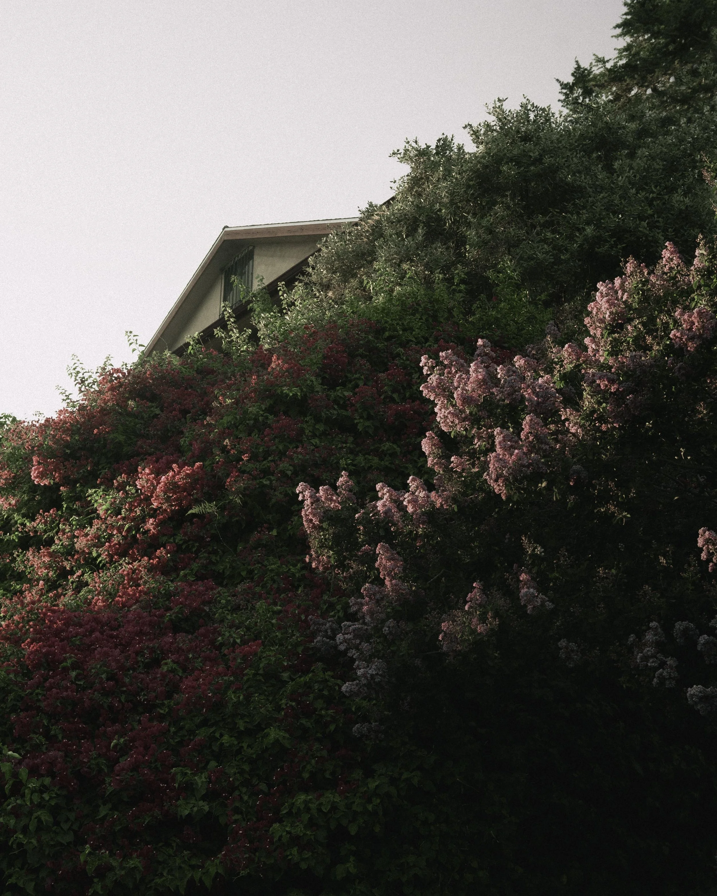 A house partially visible behind a large bush with pink and red flowers.