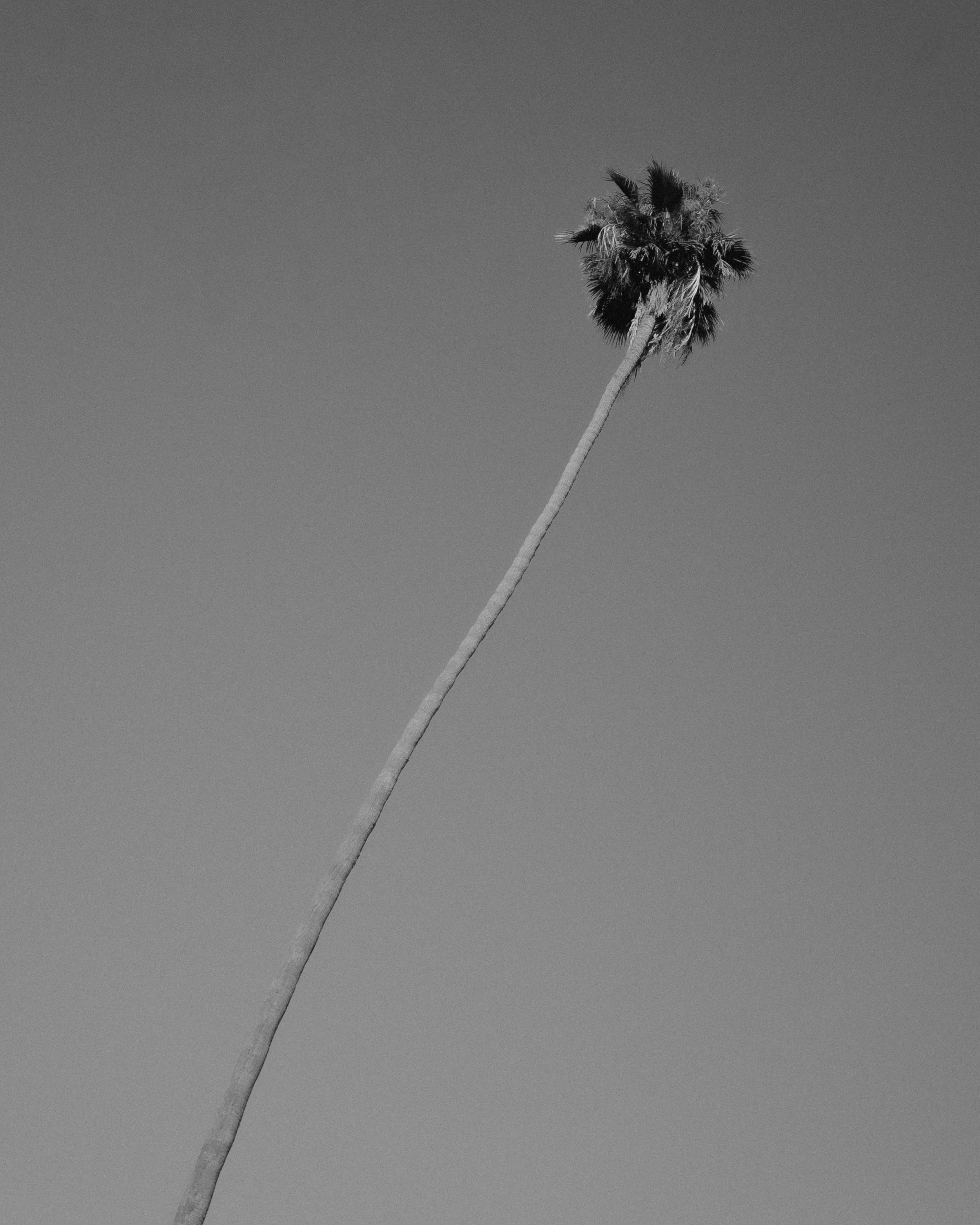 Black and white photo of a tall, leaning palm tree against a clear sky.