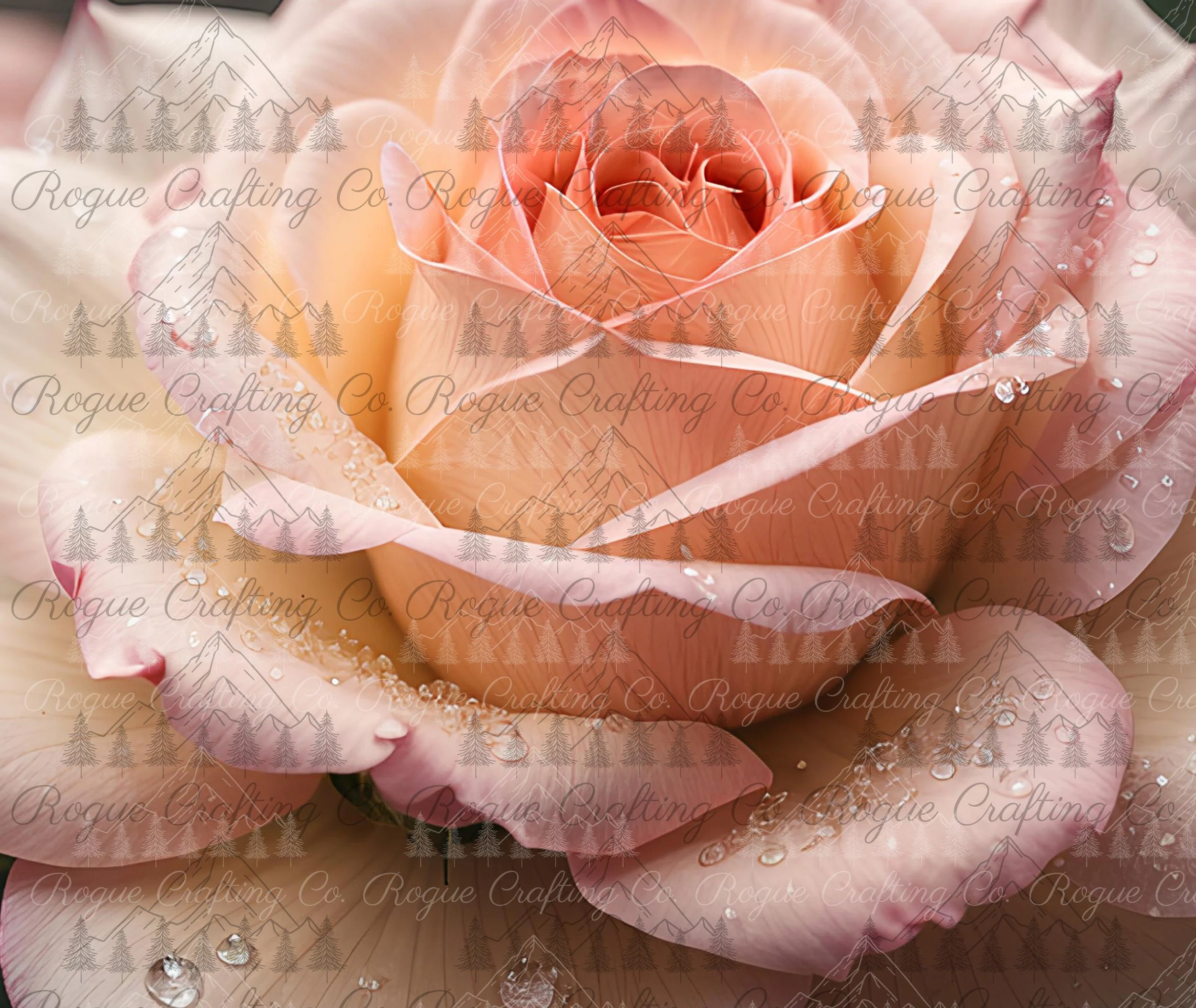 Morning Dew Peach Rose.jpg