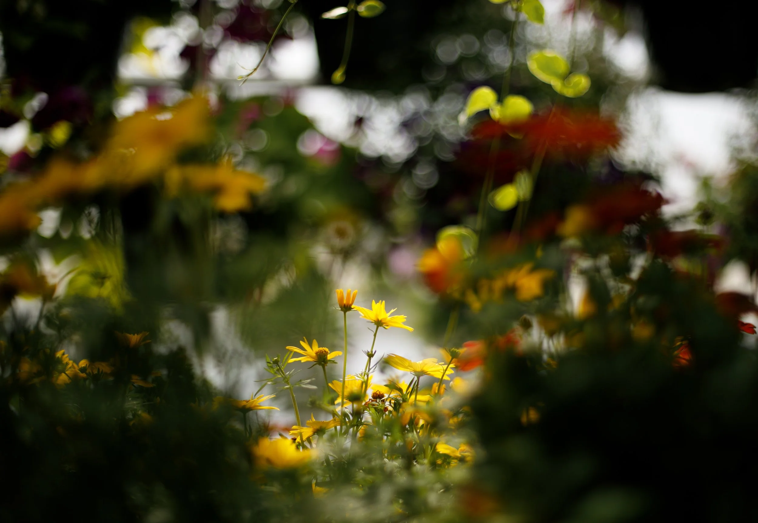 _94A9207.jpg