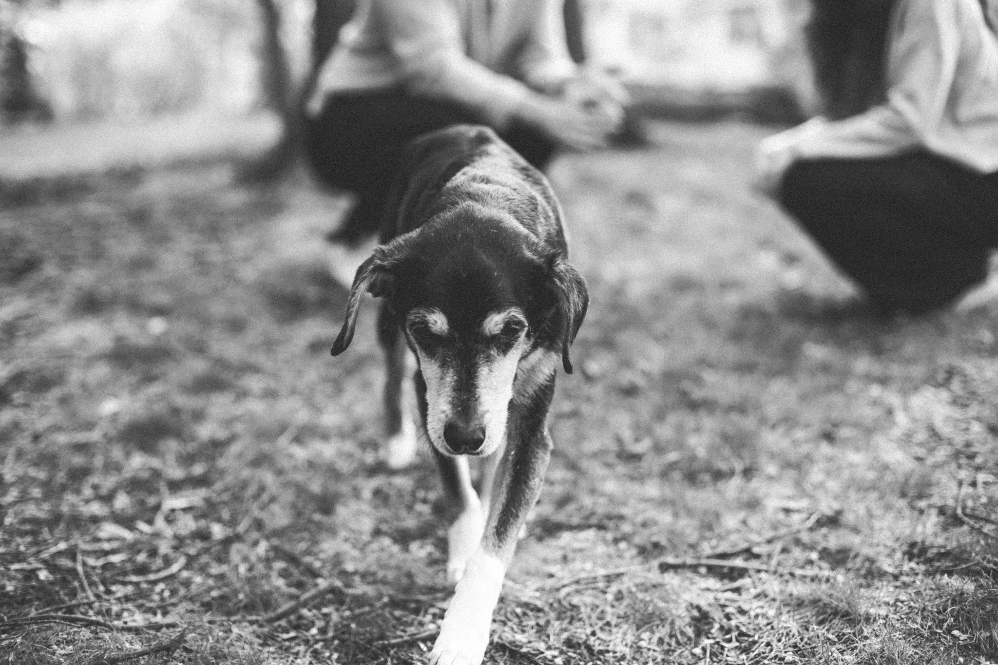 Pets