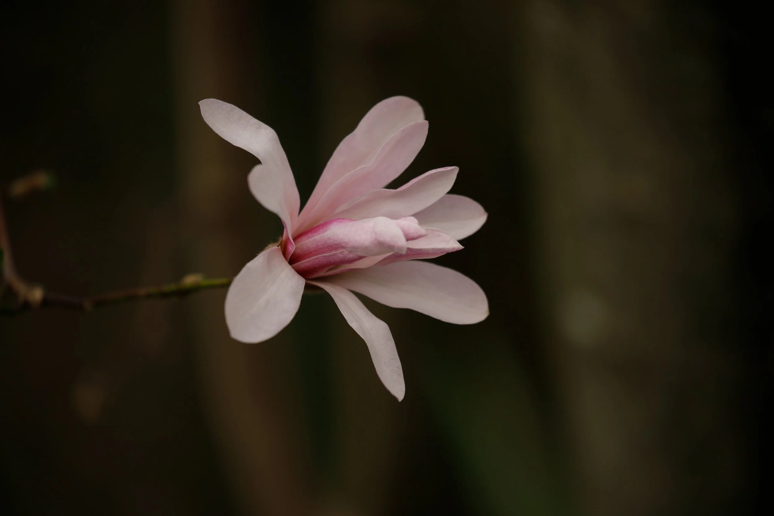 _94A9096.JPG