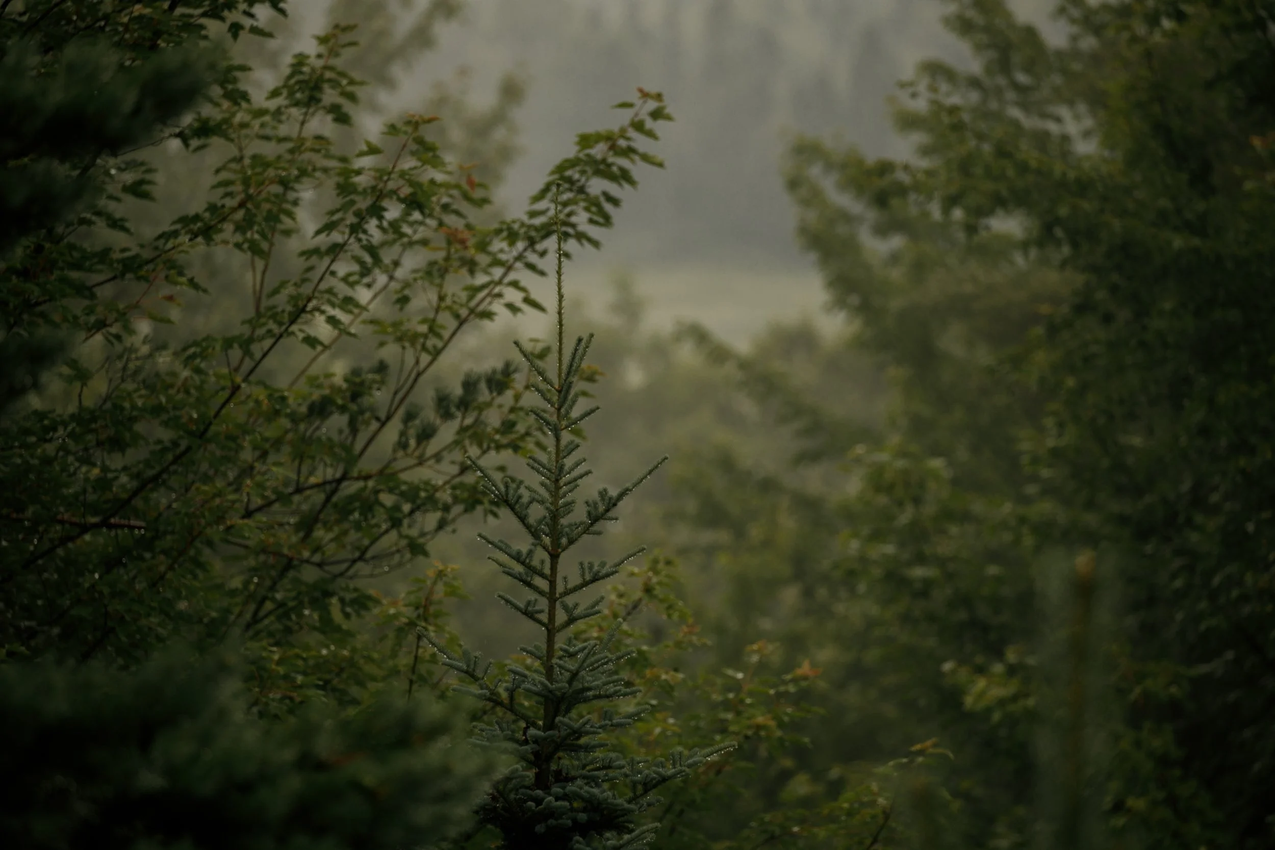 _94A3151.JPG