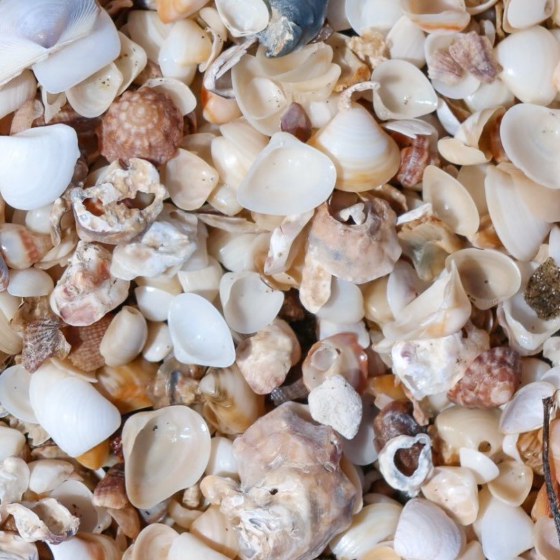 Looking up and dreaming of the holidays! This heat calls for a swim 🌊 What do you think of our new shell design? We love it 💜

@healingceilings photograph by @clairerackleyart 

#lookup #healingceilings #healingceilingsmovement #beach #connection #