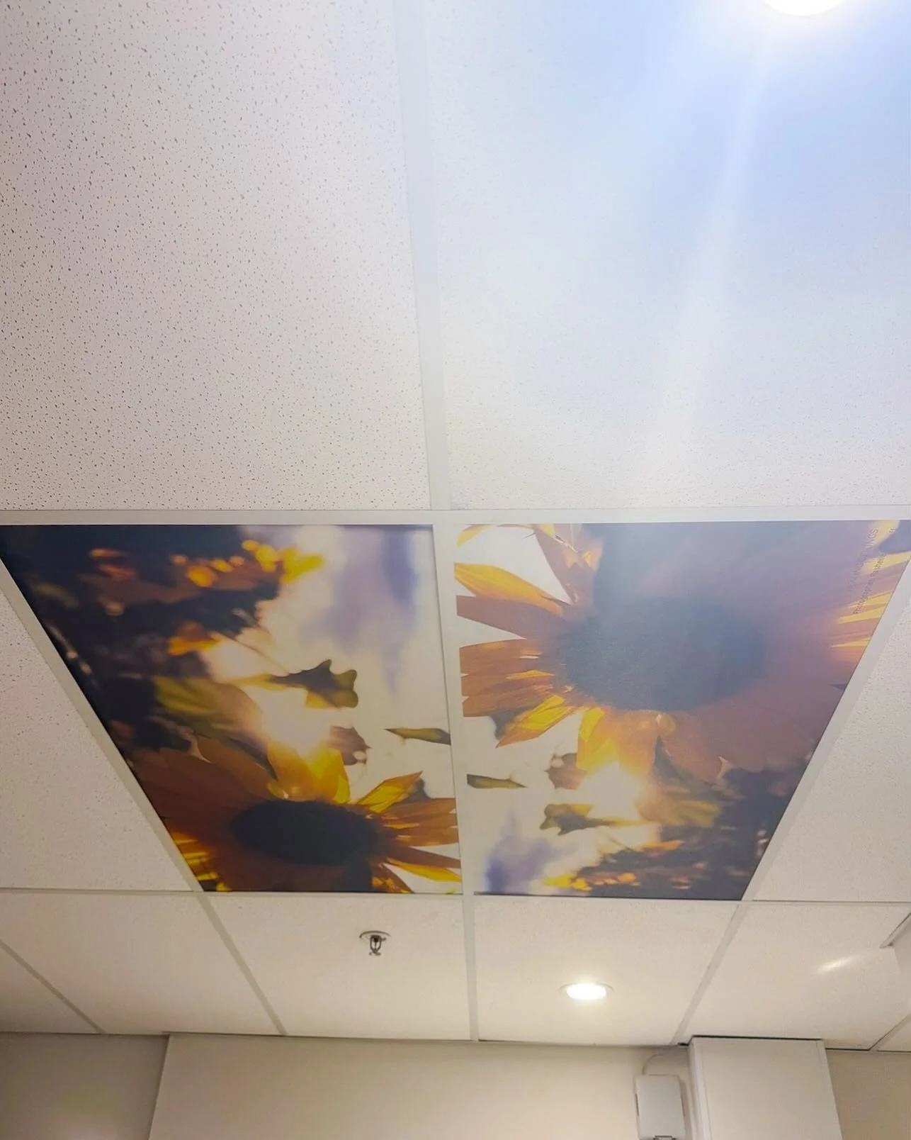 These friendly sunflowers are up in ICON Brisbane in the radiation rooms. In times of trials, may these sunnies bring sunshine 🌻🌻🌻

Beautiful @healingceilings sunflowers by @ourlittlehomesteadonthehill ☀️☀️☀️

#healingceilings #lookup #sunflowers 