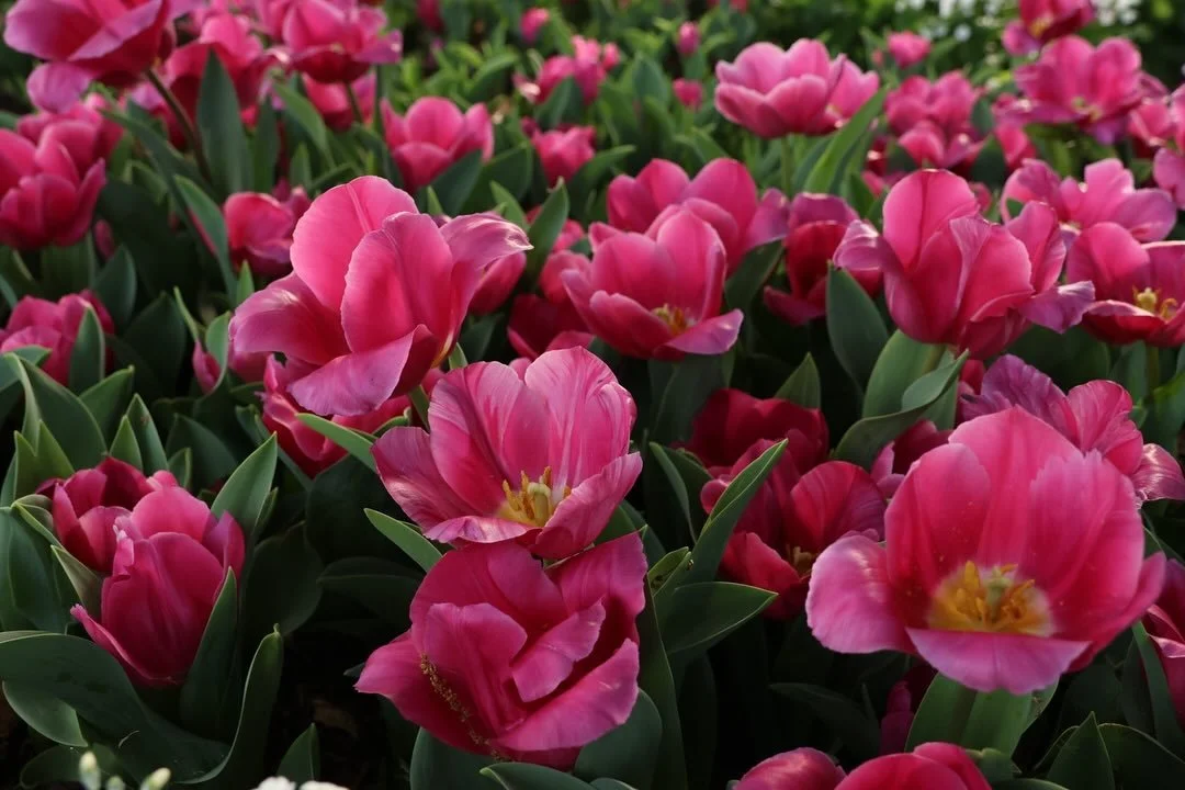 In September we went to visit the @toowoombacarnivalflowers. Nature is so inspiring. Don&rsquo;t you just love the colours? 

Well done to everyone who planted such a marvellous display 🌸🌷🌺🌼 #livelifebeautifully