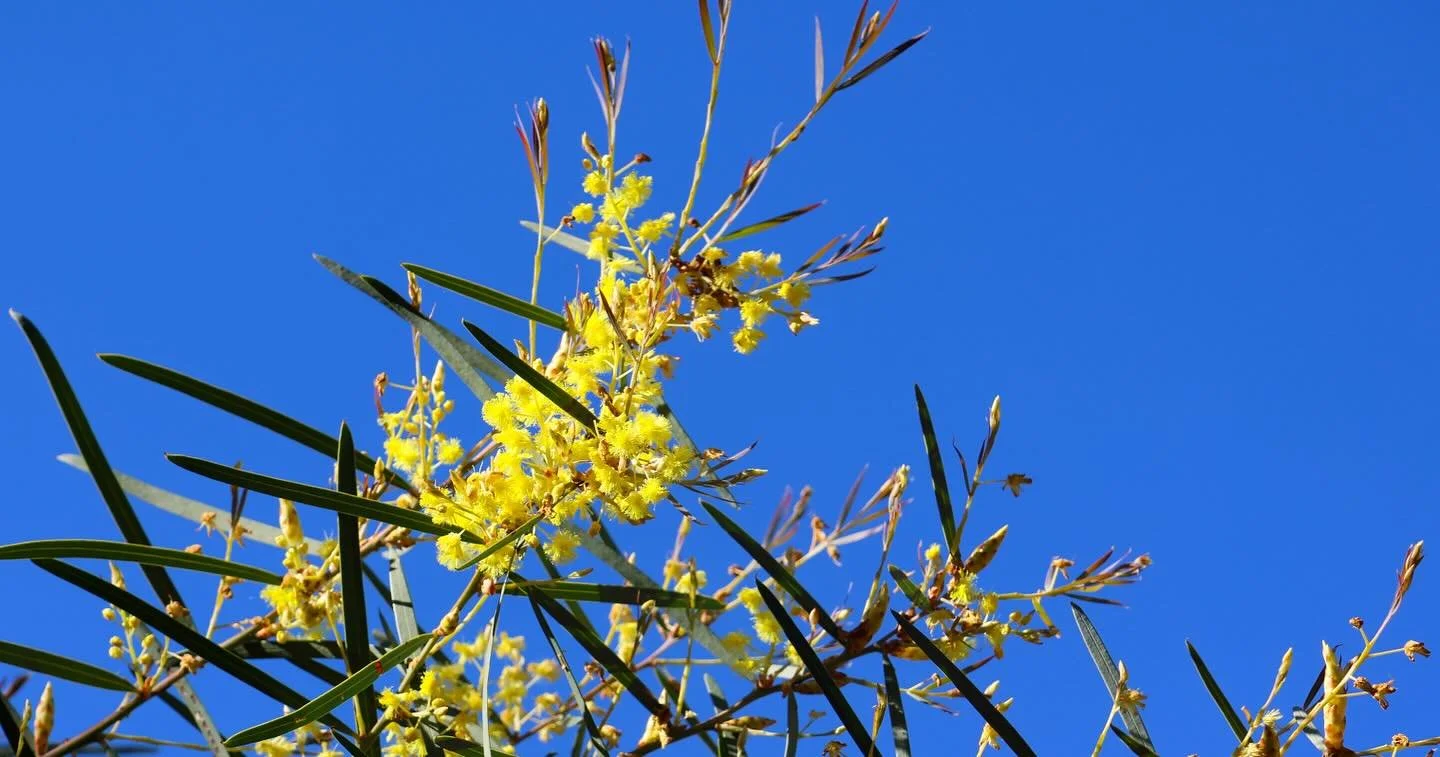 Mesmerising to look at. &lsquo;Yellow Brush&rsquo; Is a pop of natural colour if ever we did see one. This would uplift a space for sure.

💙🦋🐟🦕🔵🌼💛🌻🌙🐥

#lookup #creative #display #healingceilings