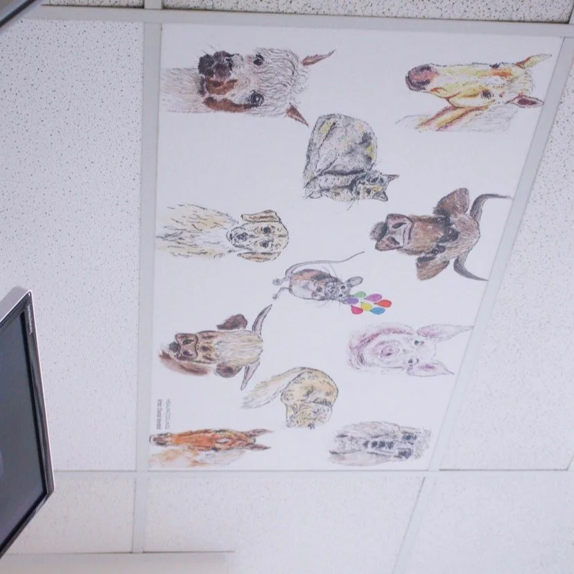 When these were installed in the Caboolture Children&rsquo;s Emergency, a little girl from rural Australia found her way under them. She was really scared about being in the hospital, but when she saw the animals on the ceiling, she told her mother t