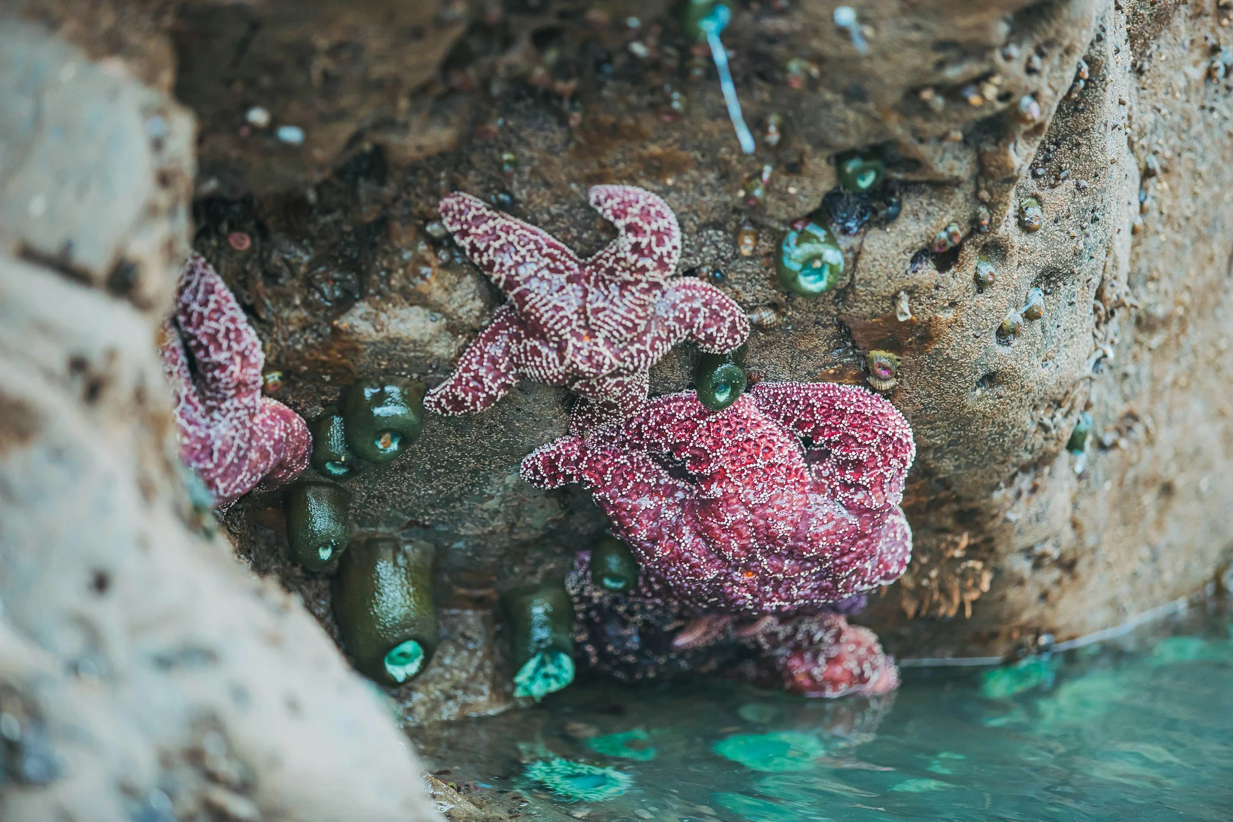 Starfish and green sea urchins clustered on a rocky shoreline near the water.