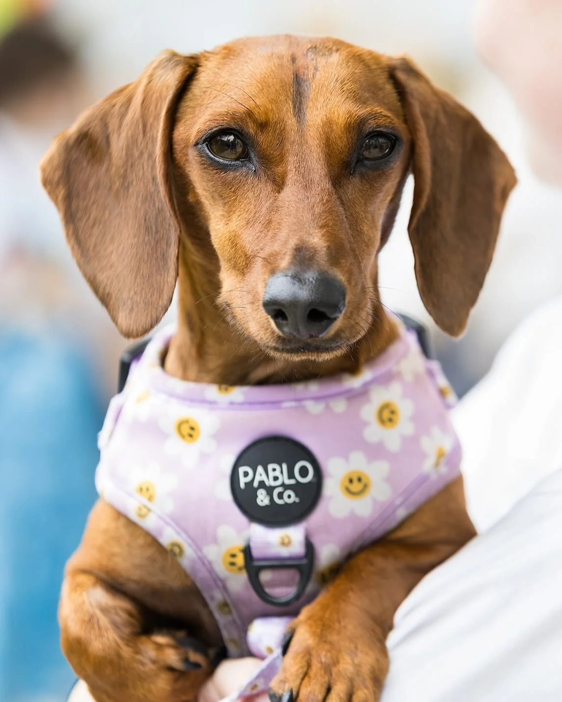 The pups of QAGOMA Christmas Design Market because obviously they deserved their own post🐶