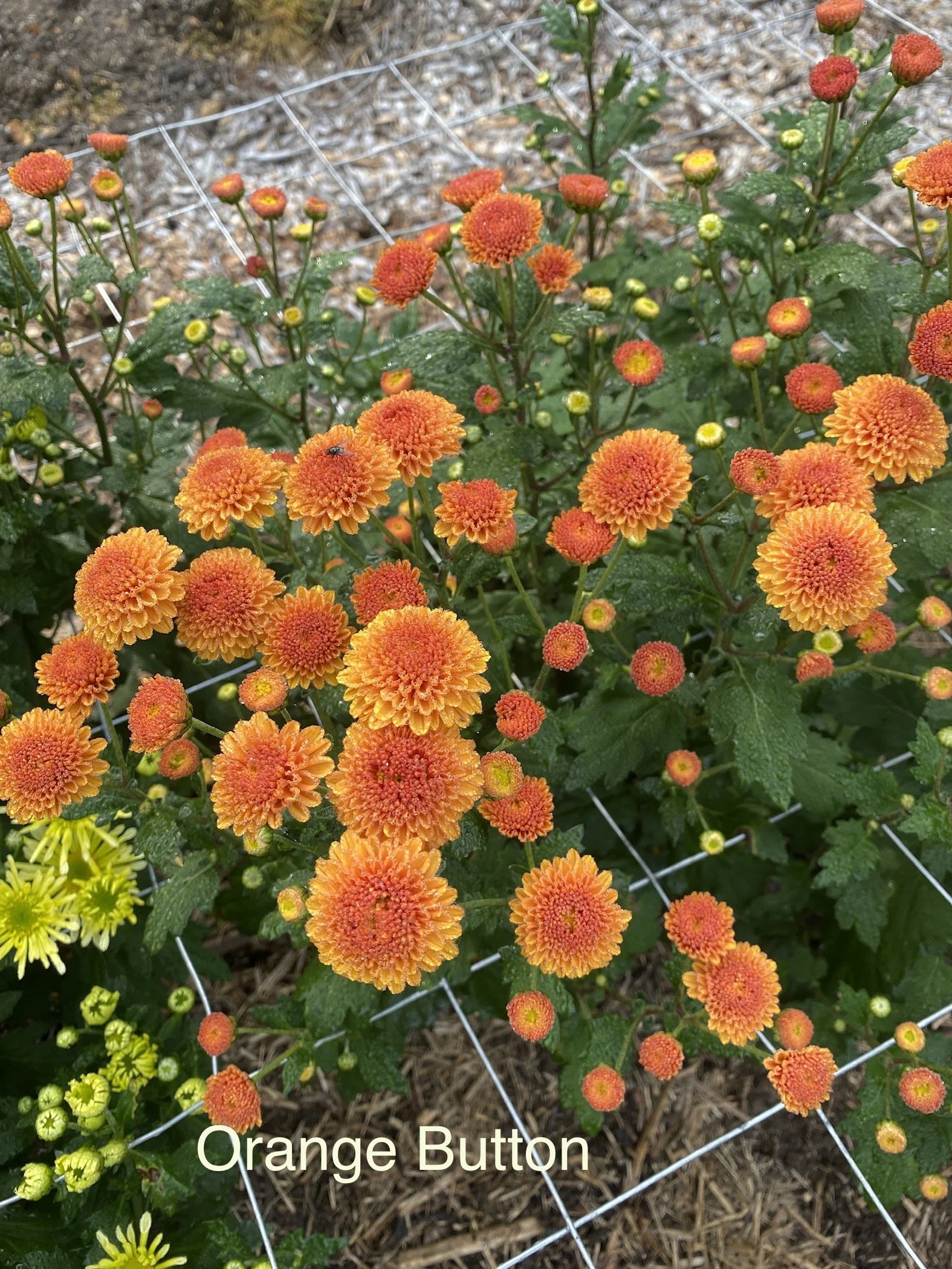 Chrysanthemum Orange Button clump