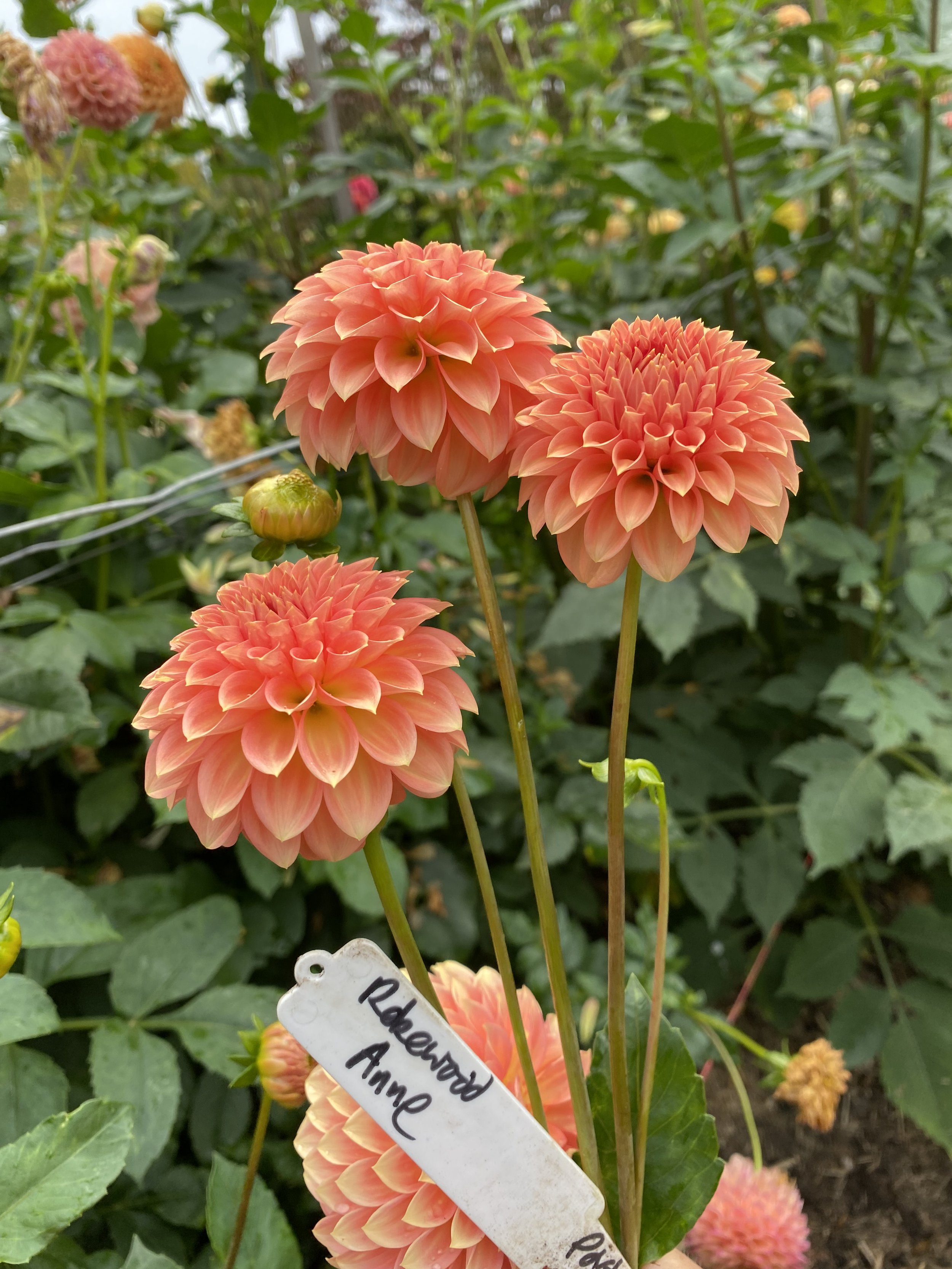 6959D110-055A-4E56-BB36-D9A23A4CB39F.jpeg