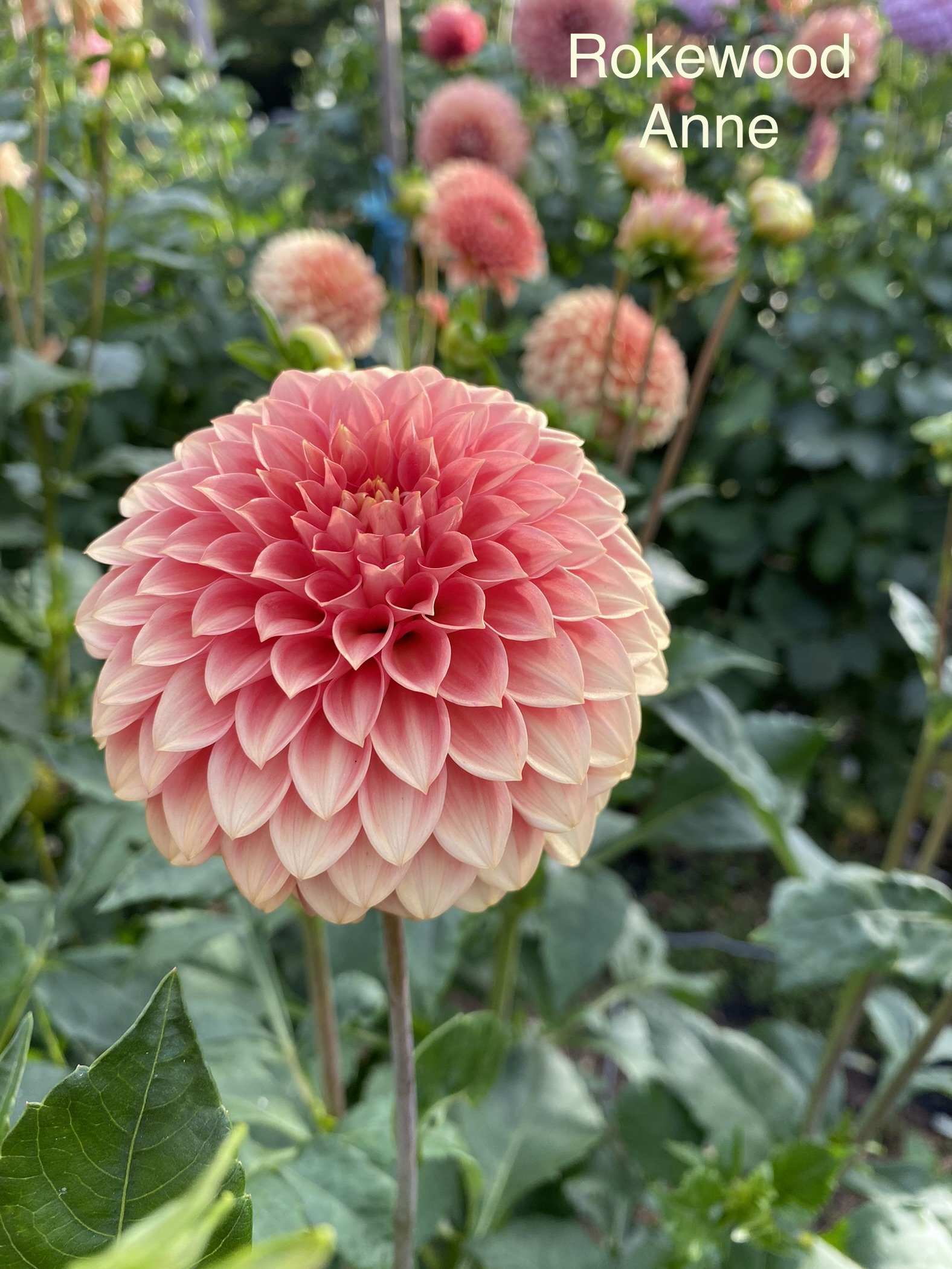 90EBF473-B87D-45A0-A00A-17F6BC4102AE.jpeg