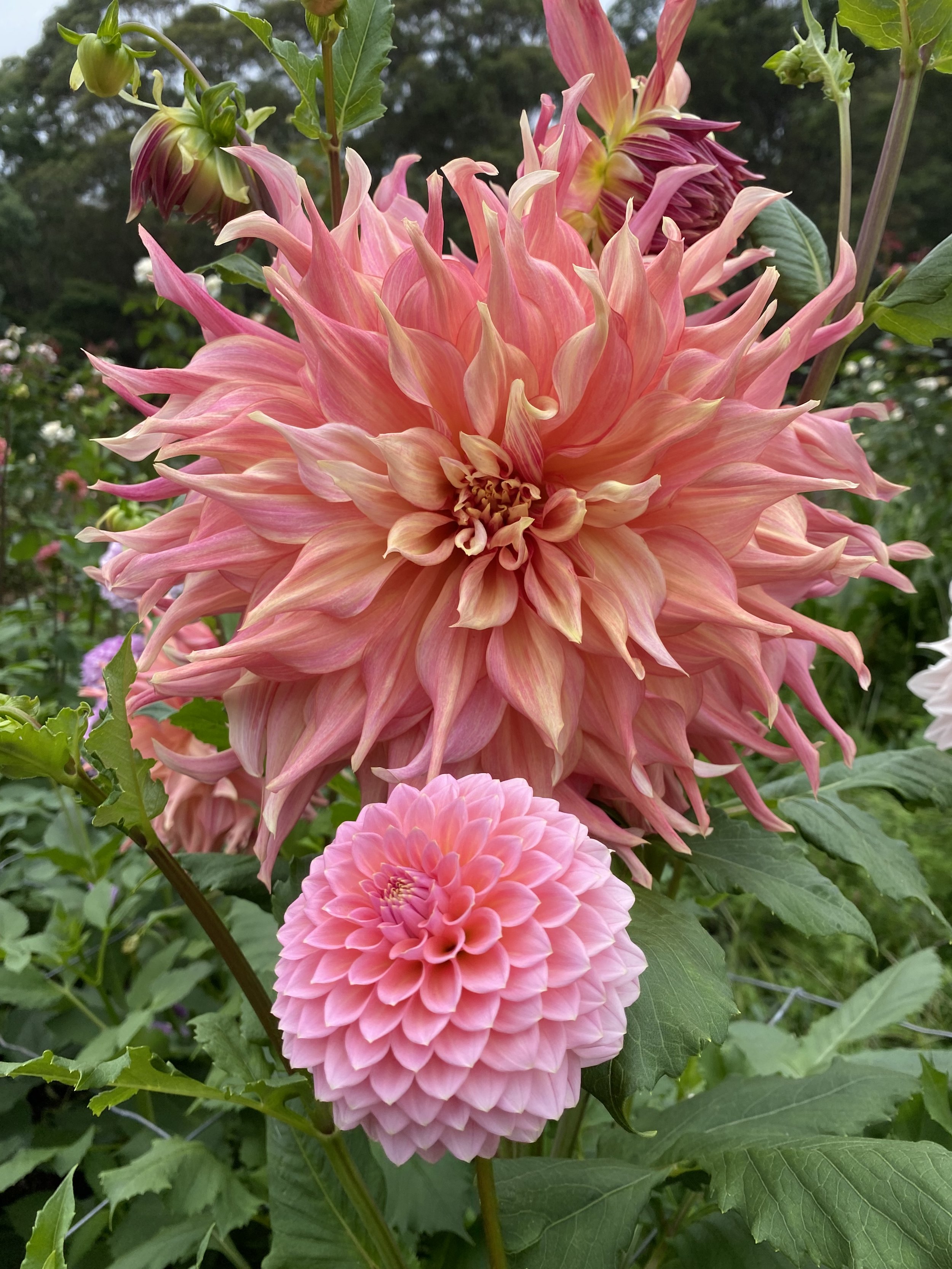 1D024976-32DB-4FAB-B6ED-EDE0C3CC28EC.jpeg