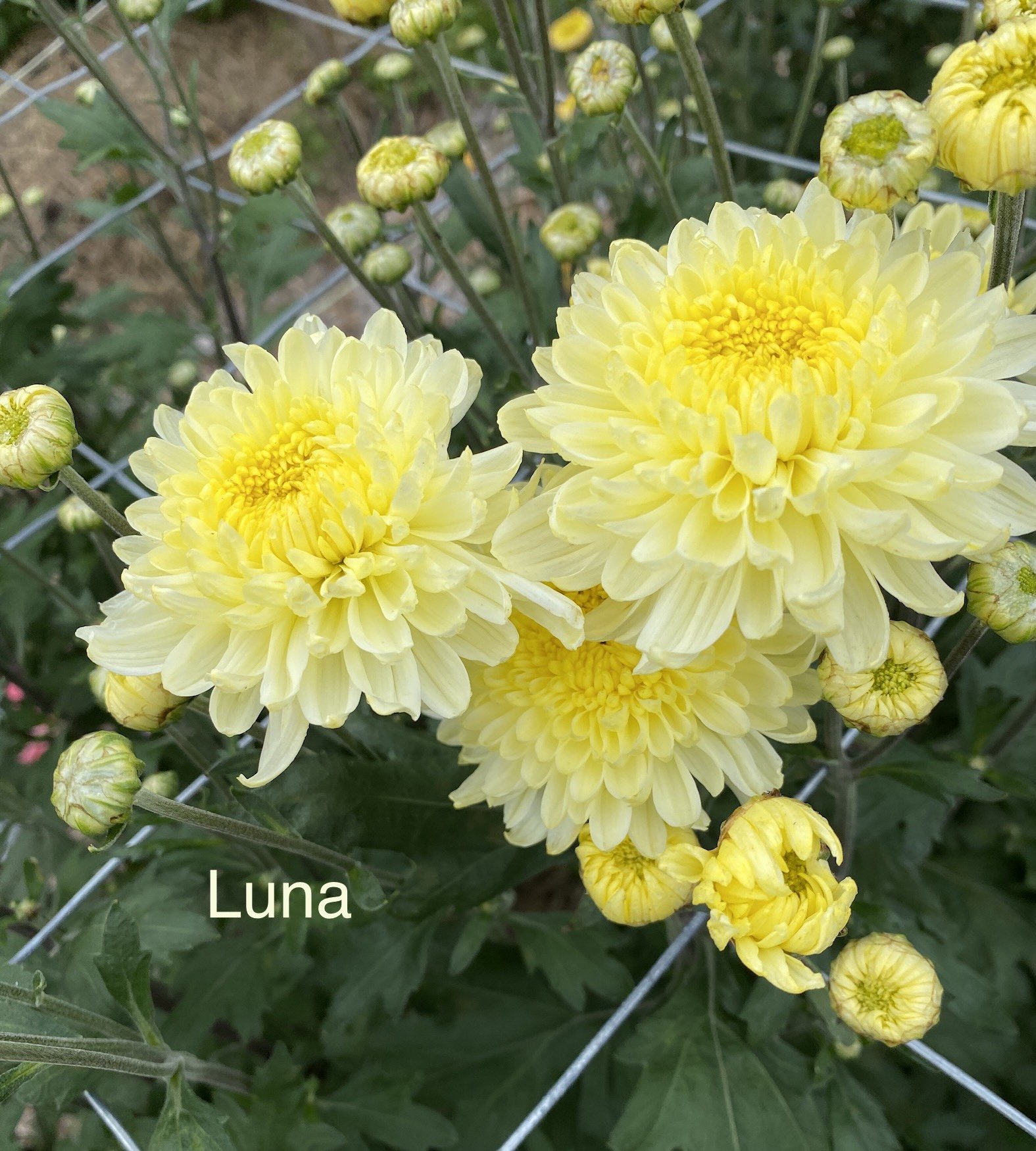 IMG_2389.jpeg