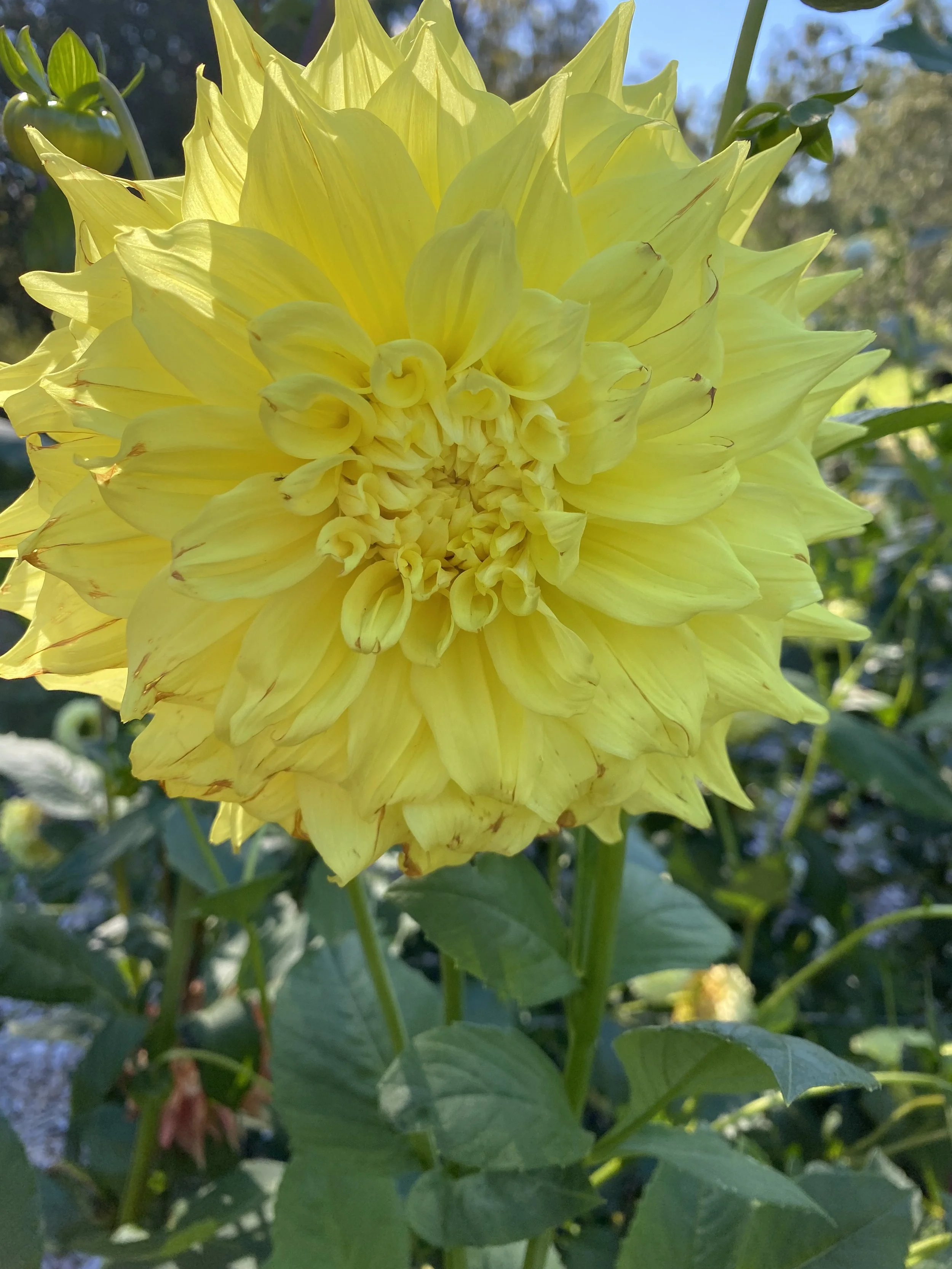 IMG_4903.jpeg