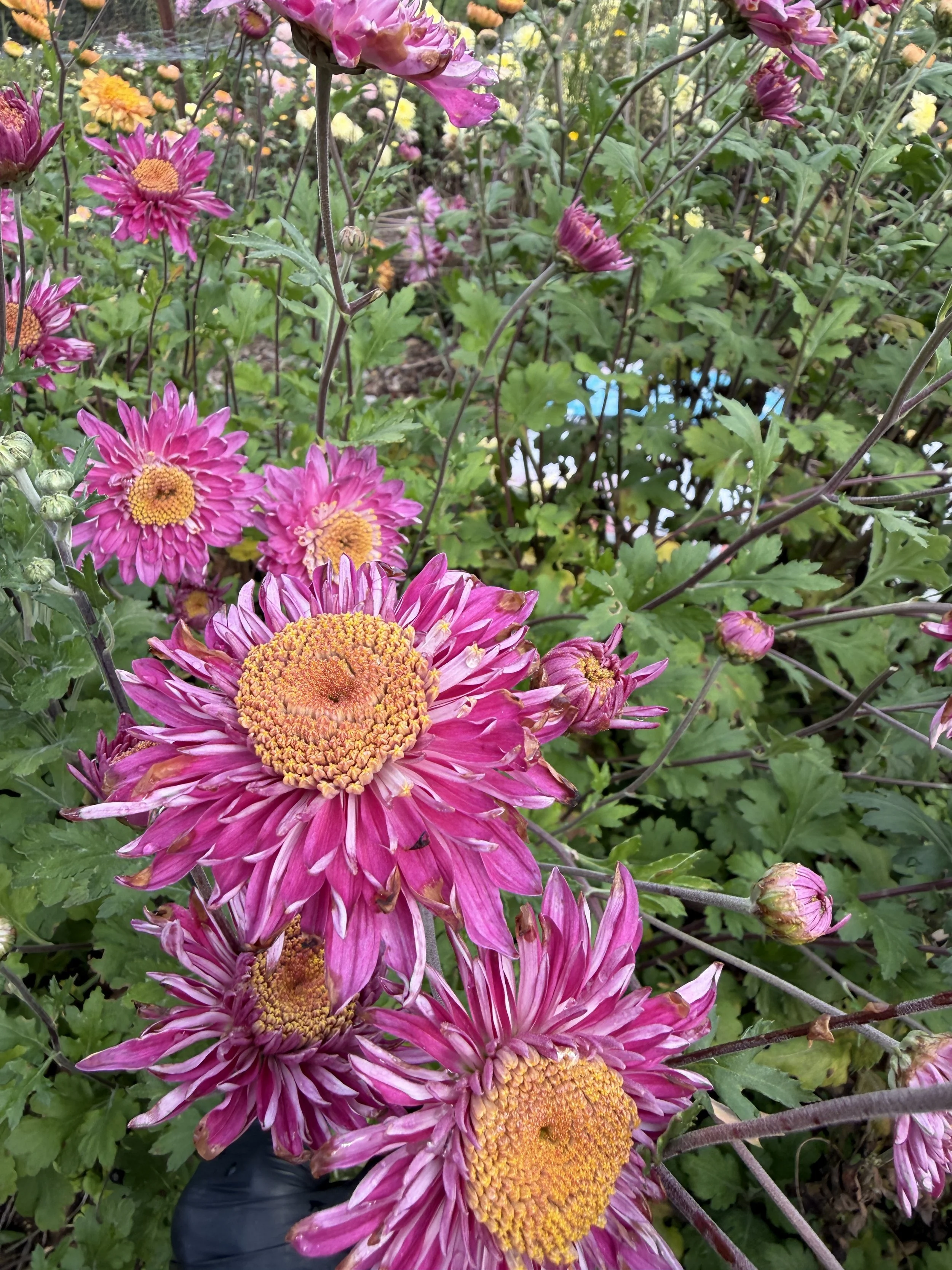 IMG_5435.jpeg