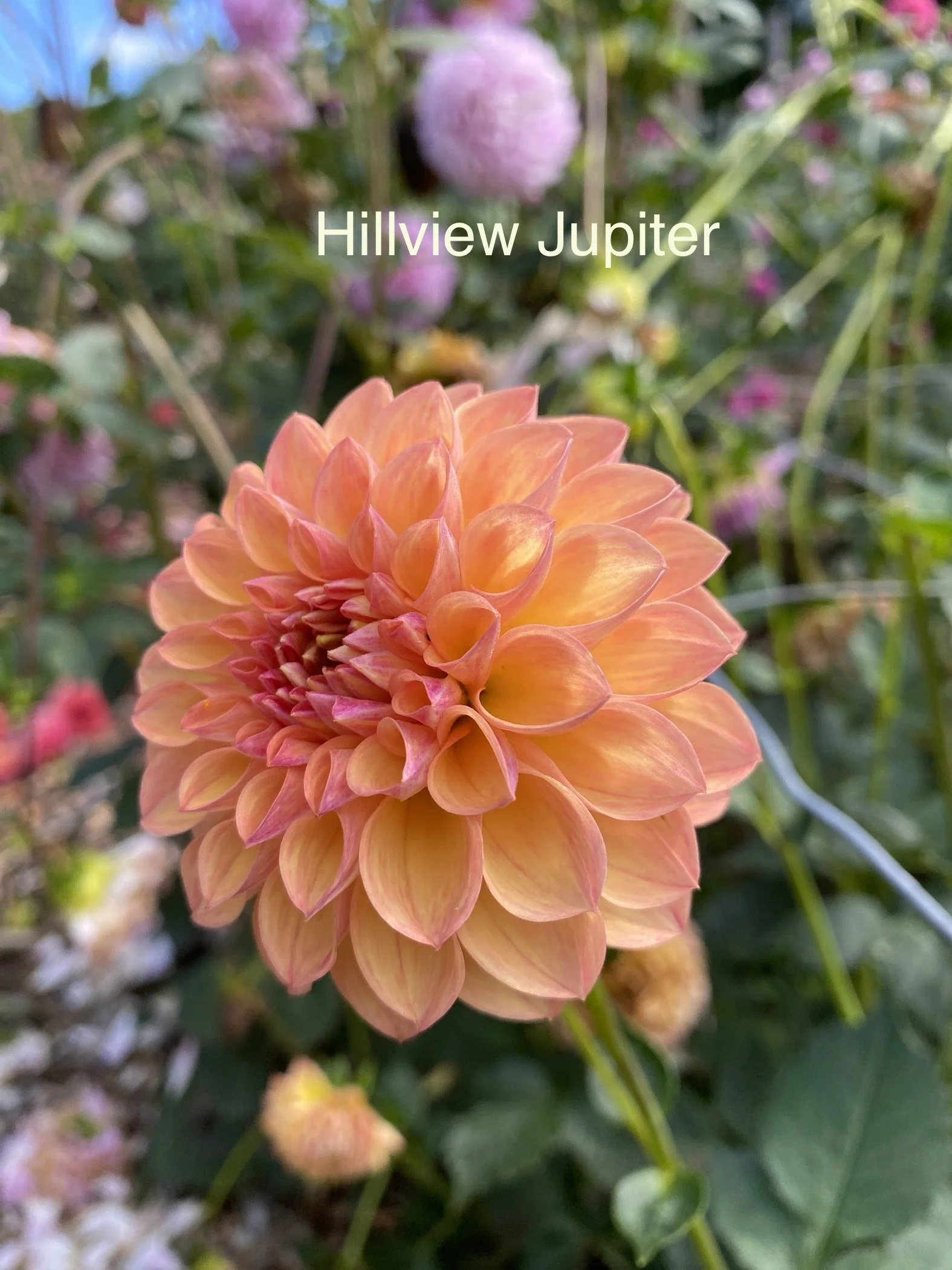 IMG_2148.jpeg