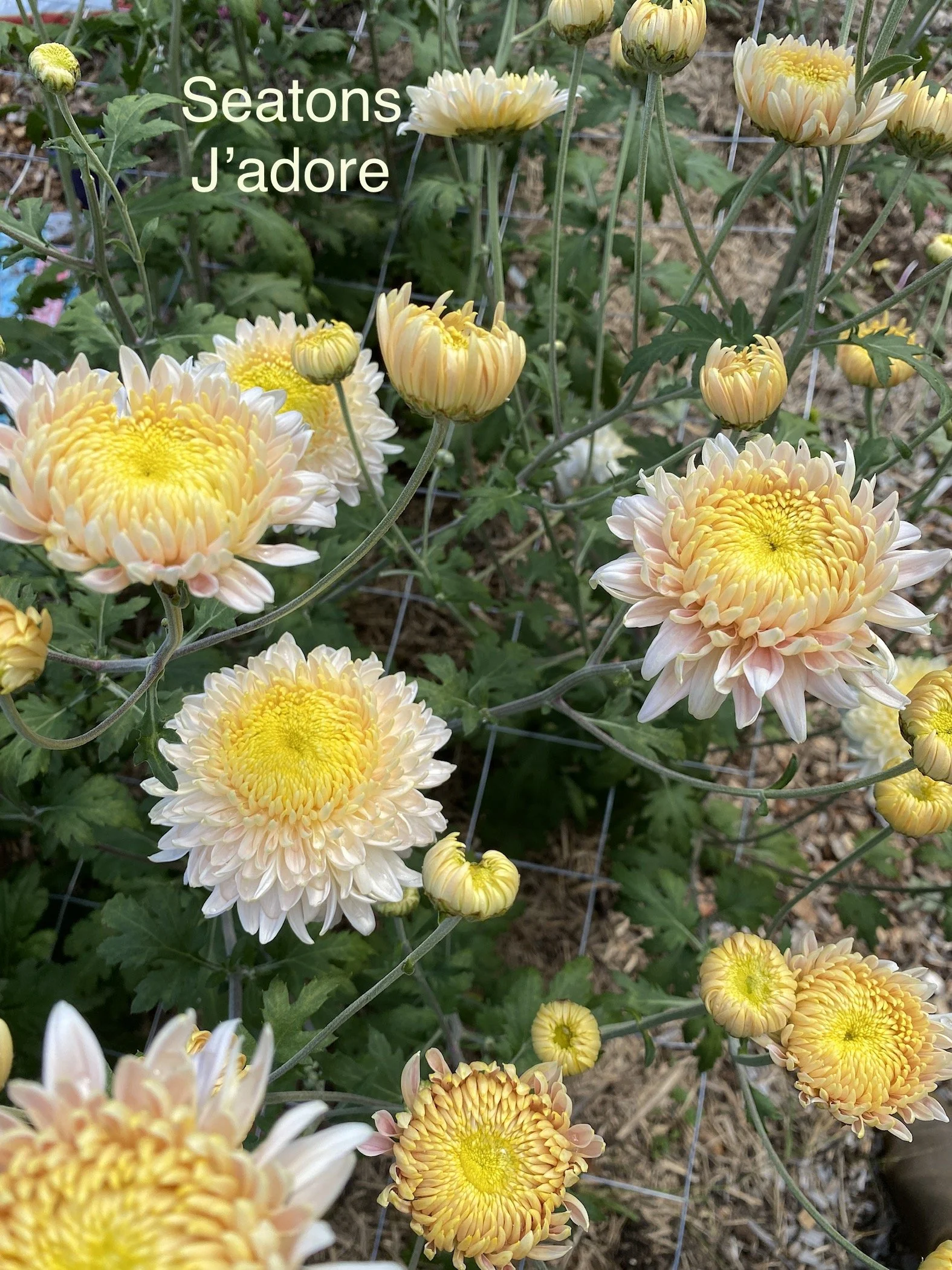 IMG_2604.jpeg