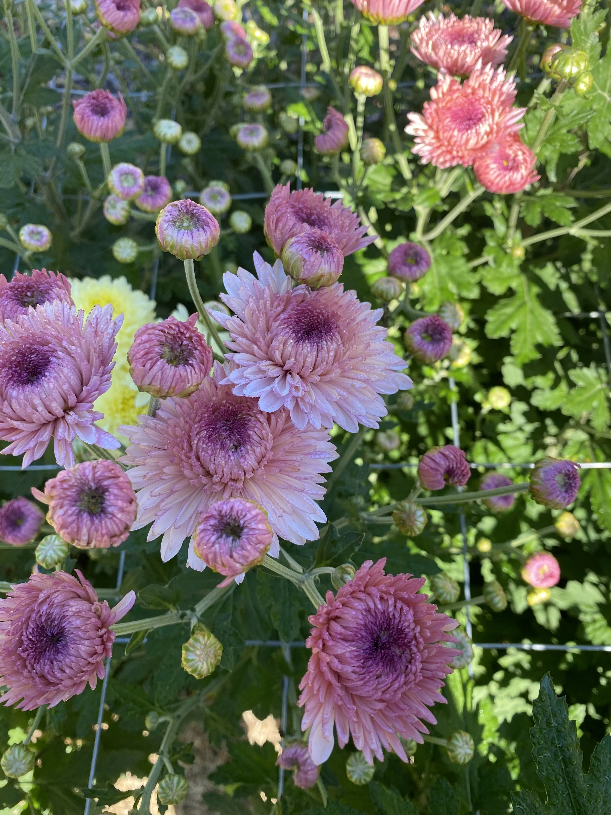 IMG_2651.jpeg
