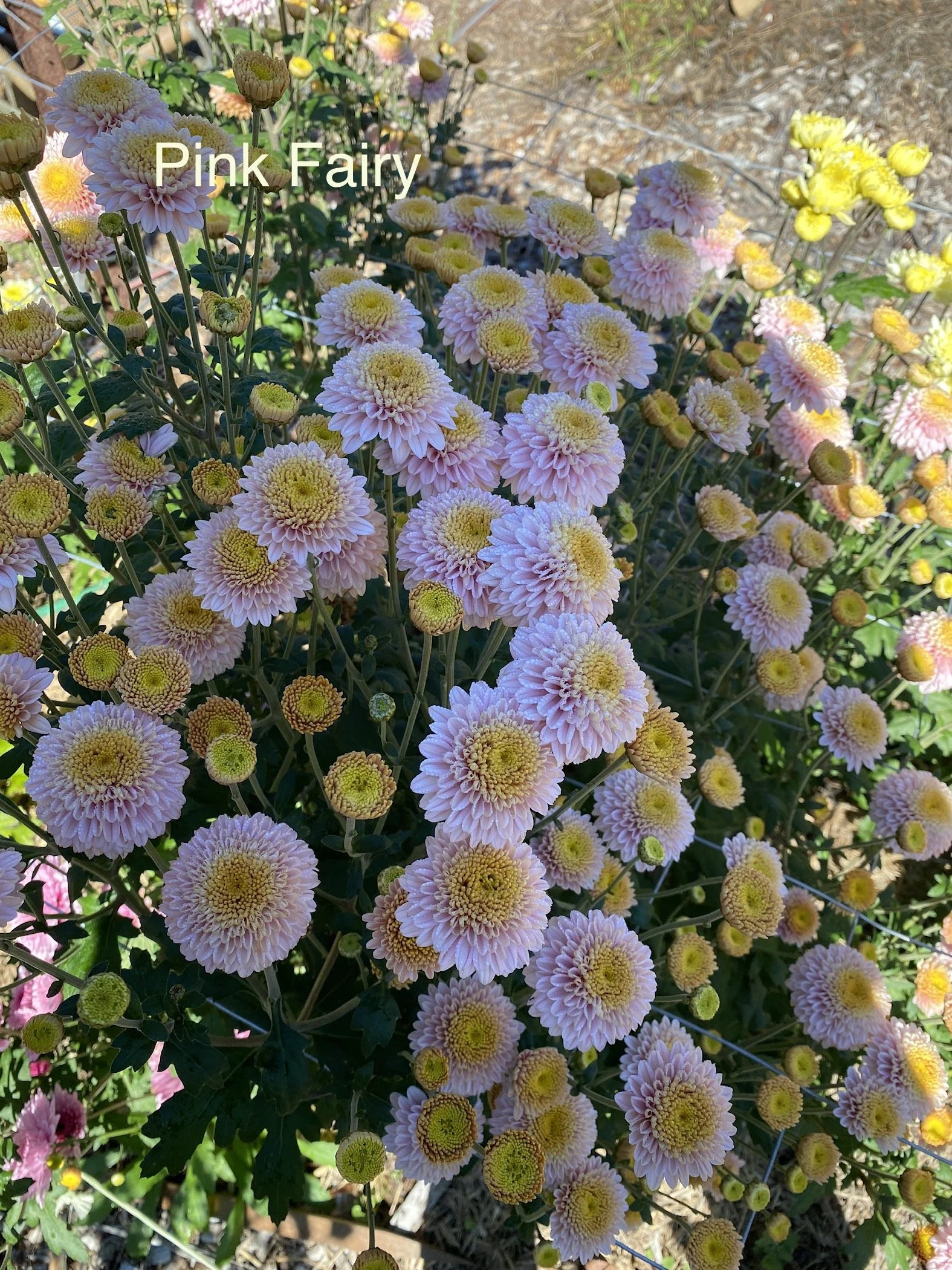 IMG_2650.jpeg