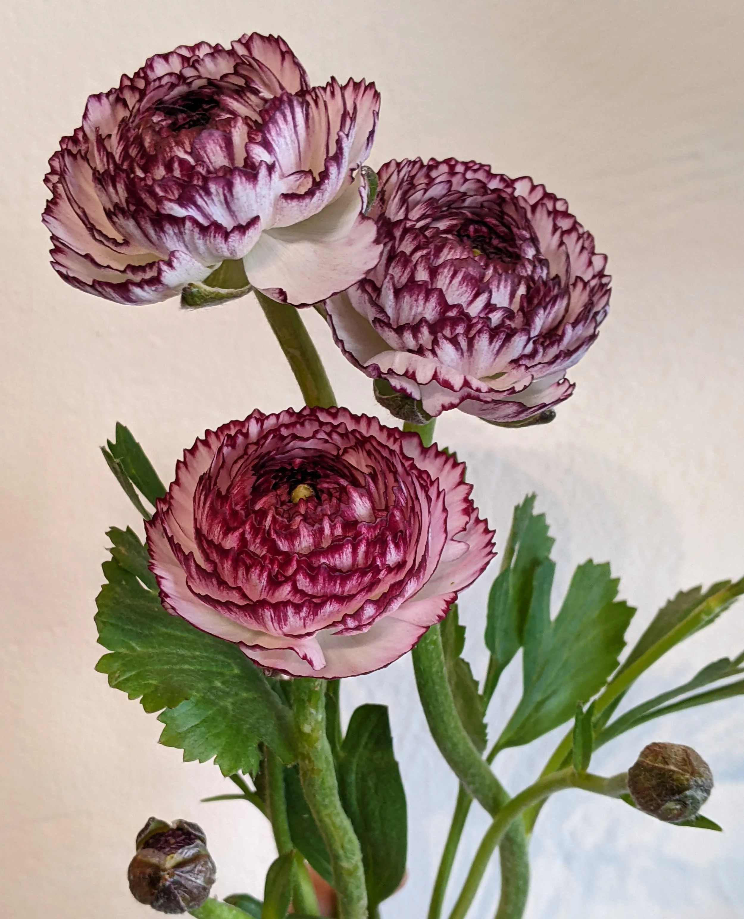 Fresh from the Field- Bianco Striato Ranunculus