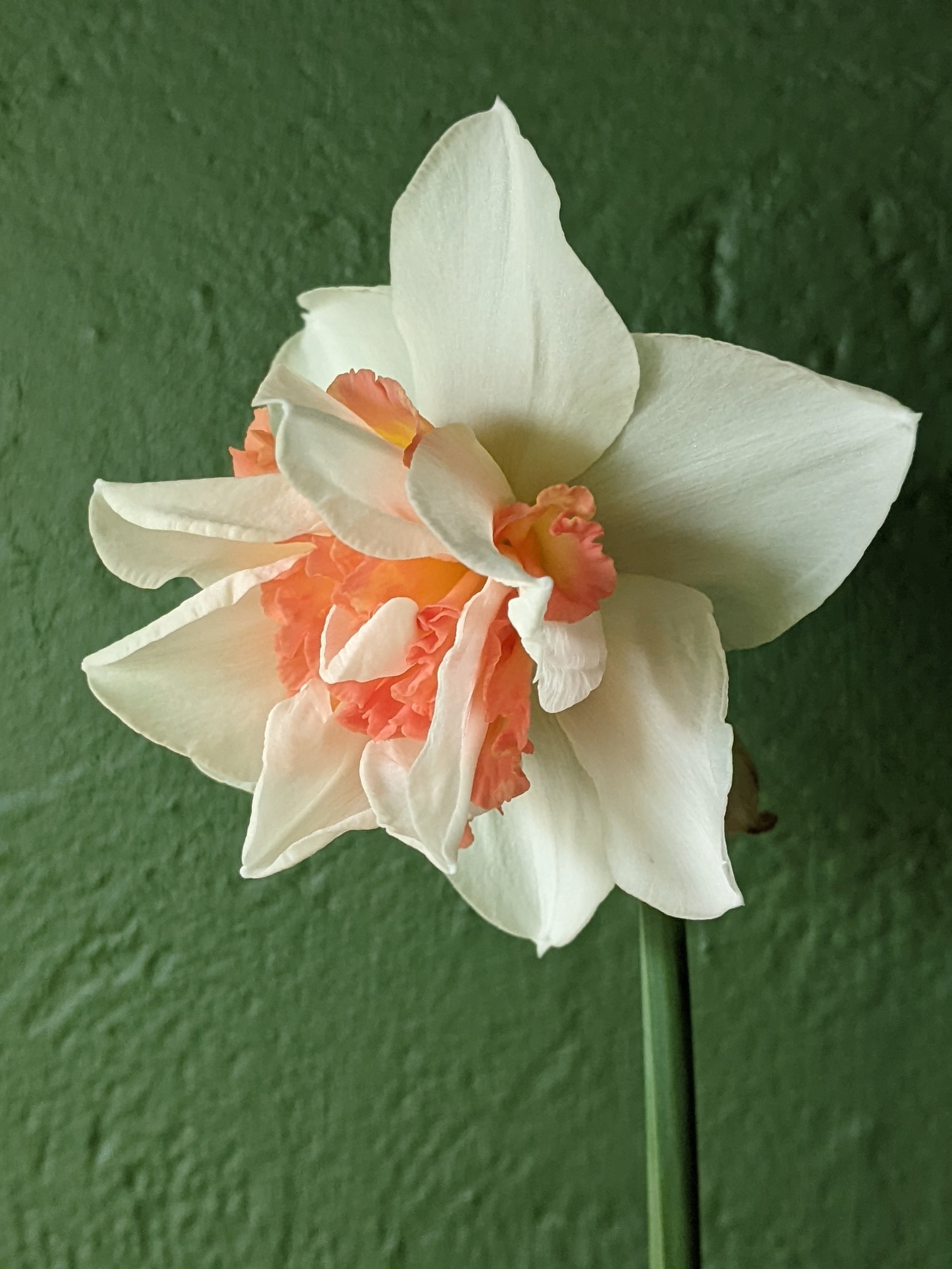 Fresh from the Field- Sweet Paradise daffodils