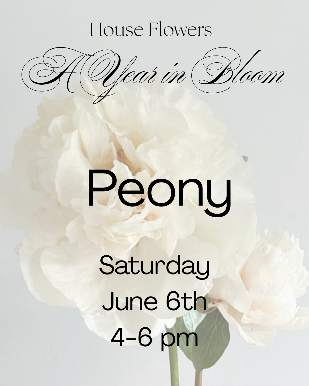 A Year in Bloom- Peony - June 6th