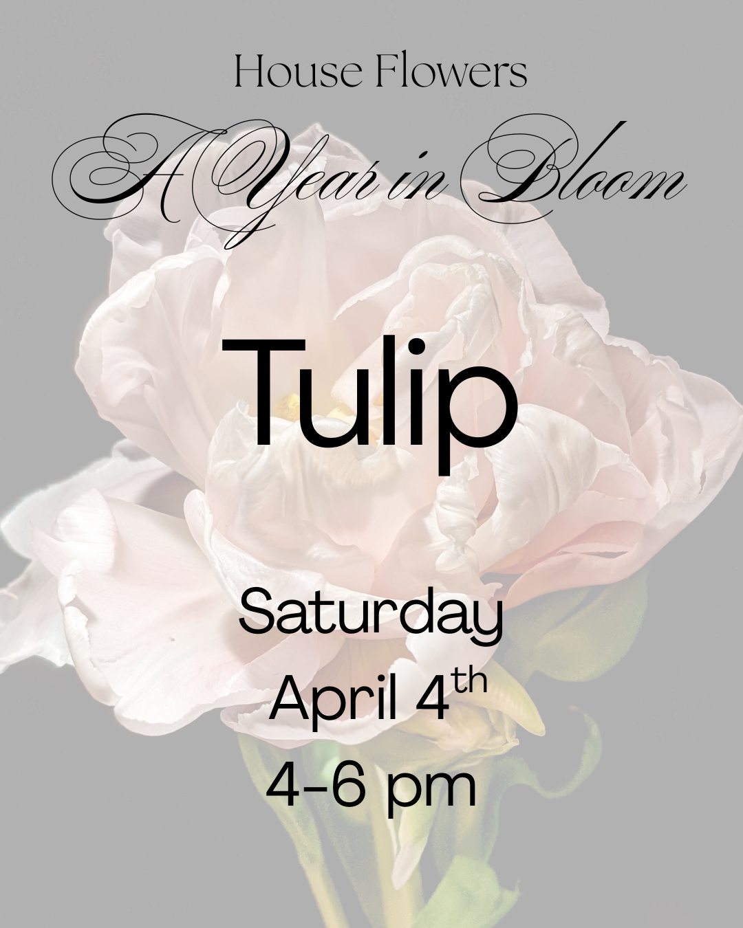 A Year in Bloom- Tulip- April 4