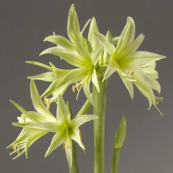 amaryllis cybister.jpg