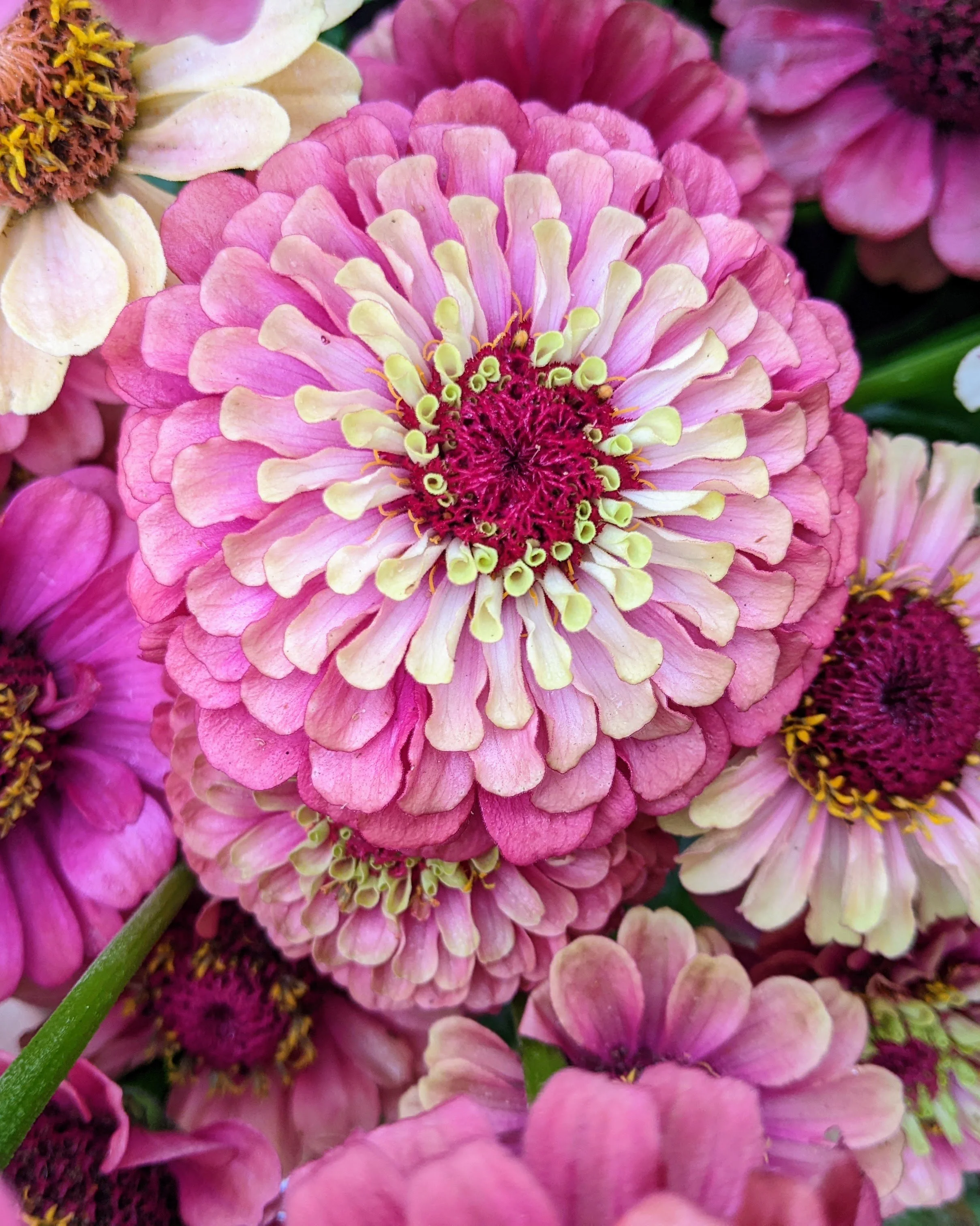 close up pink zinnia.jpg