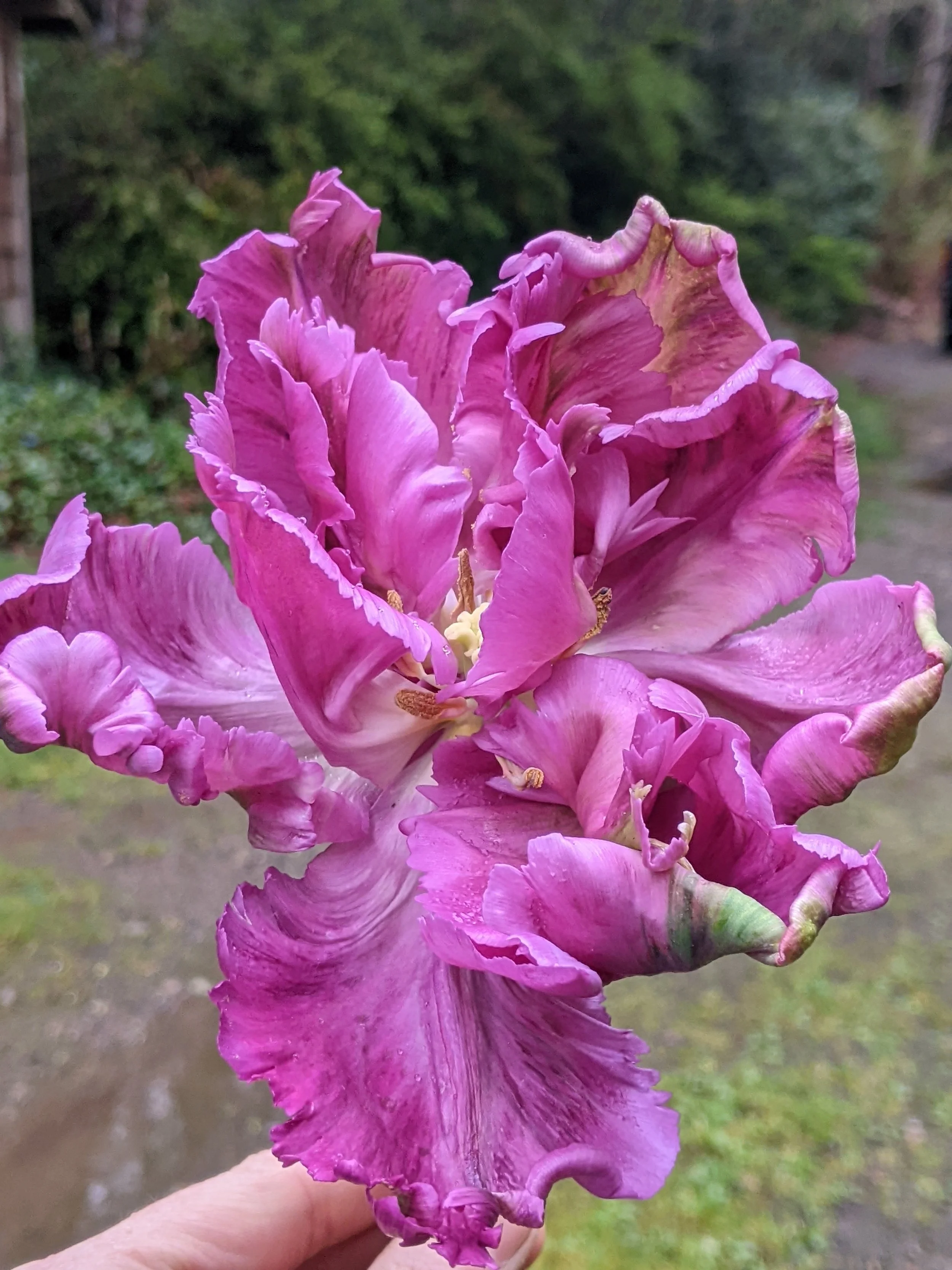 Fresh from the Field- Purple Parrot Tulip