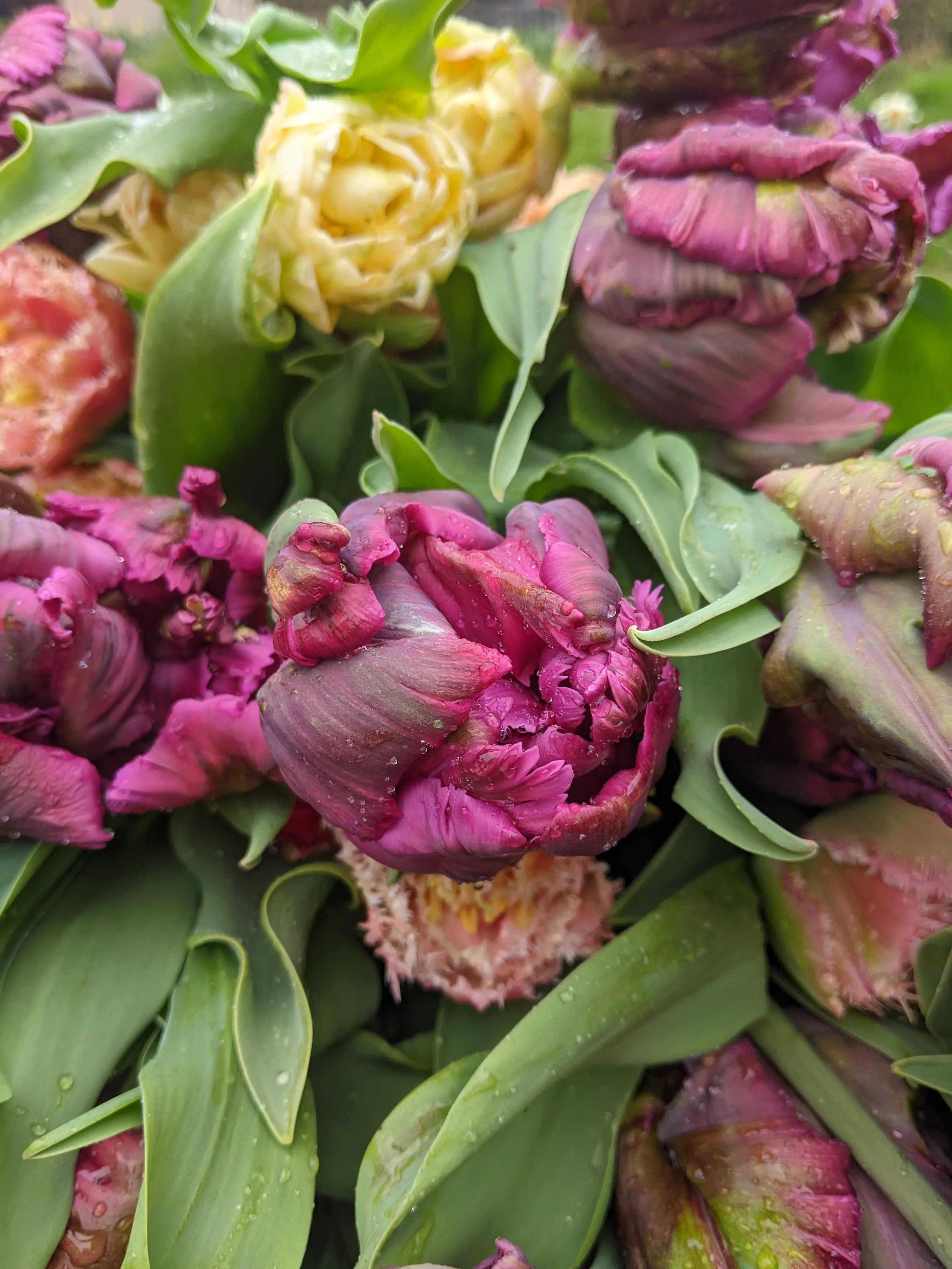 Purple parrot tulip in field.jpg