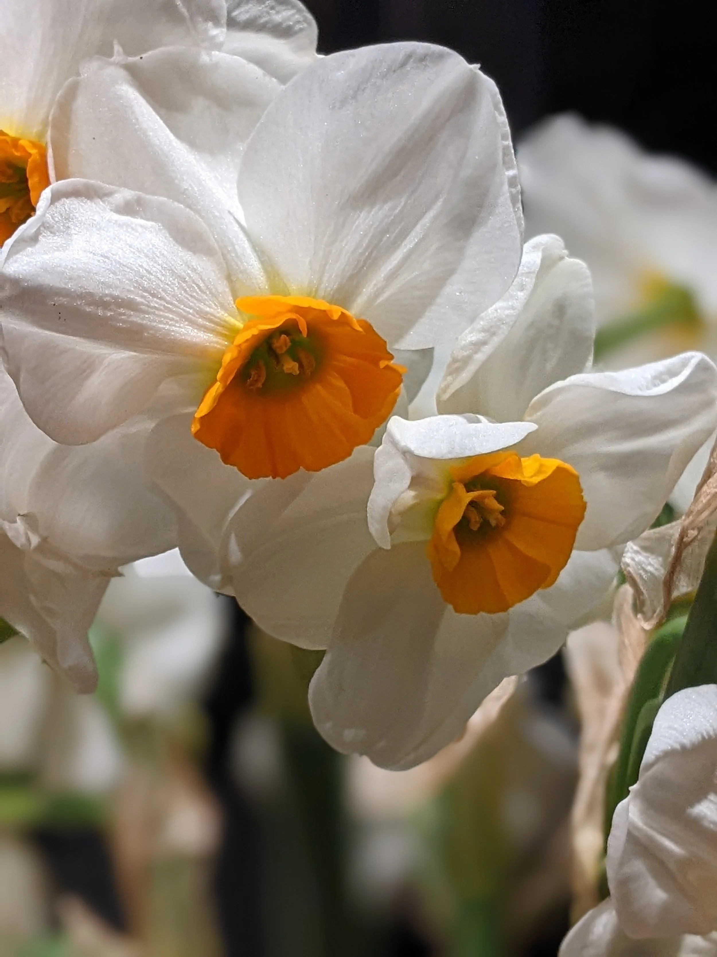 white daffodil closeup.jpg