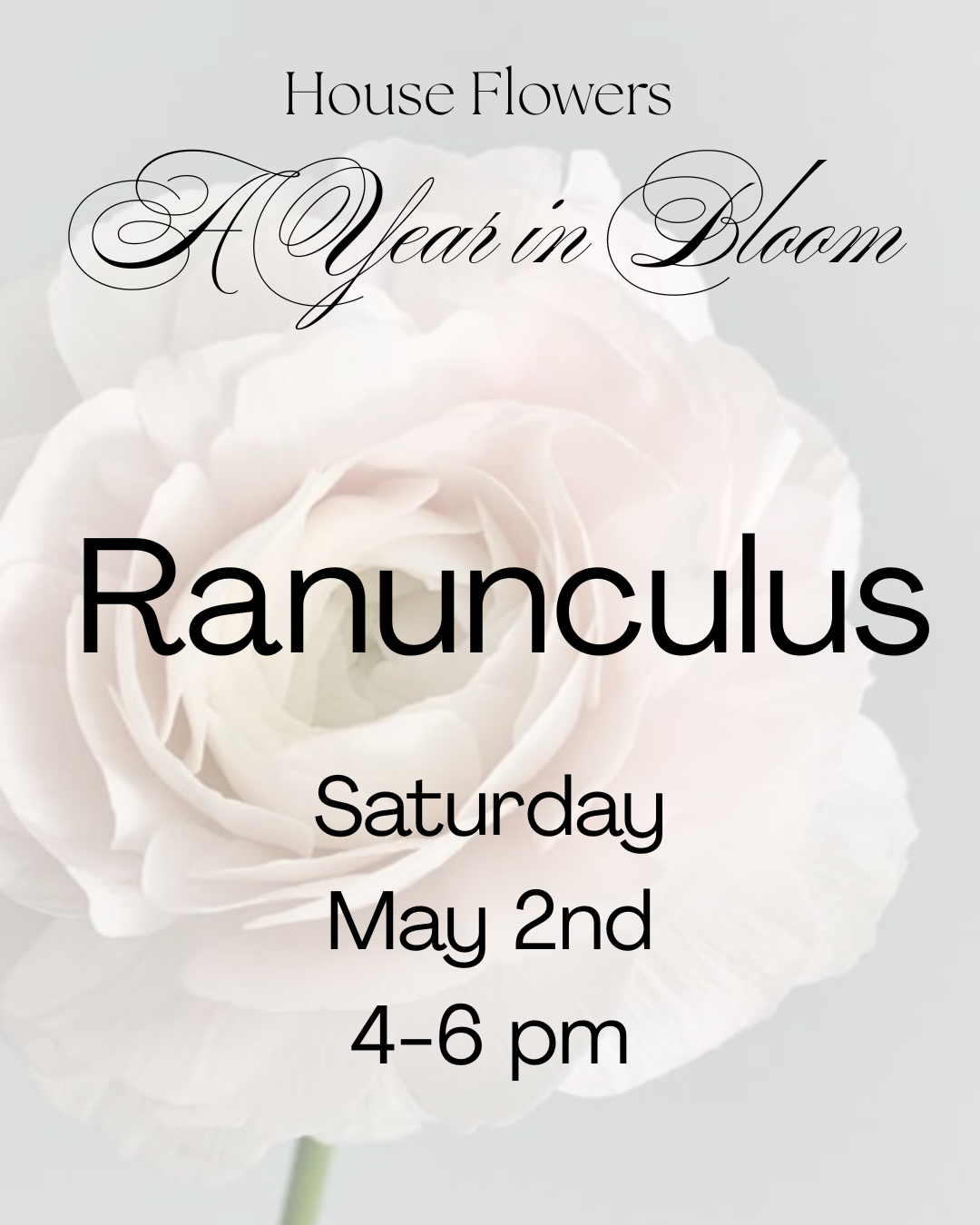 A Year in Bloom- Ranunculus- May 2nd