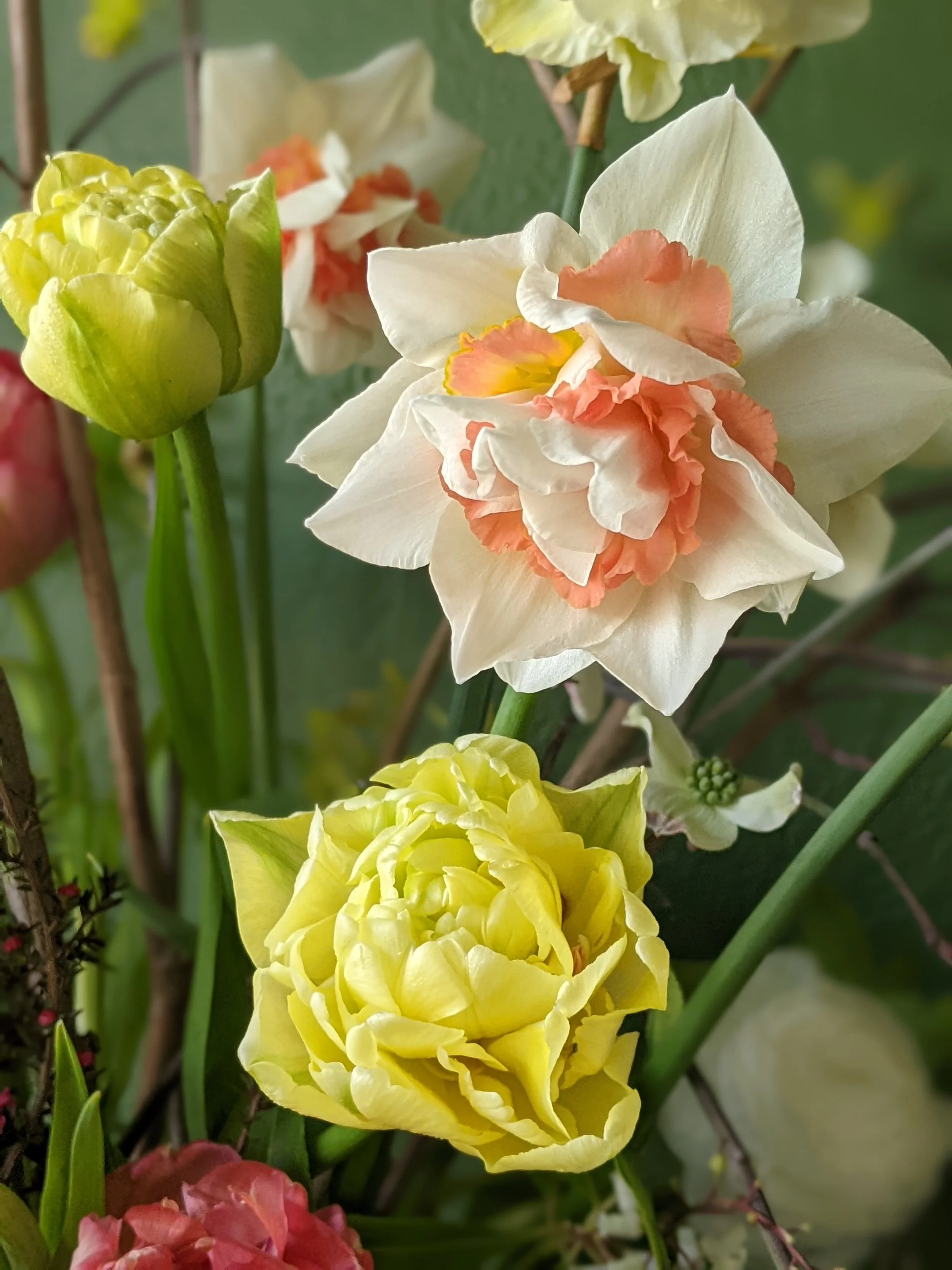 sweet Paradise daffodil closeup.jpg