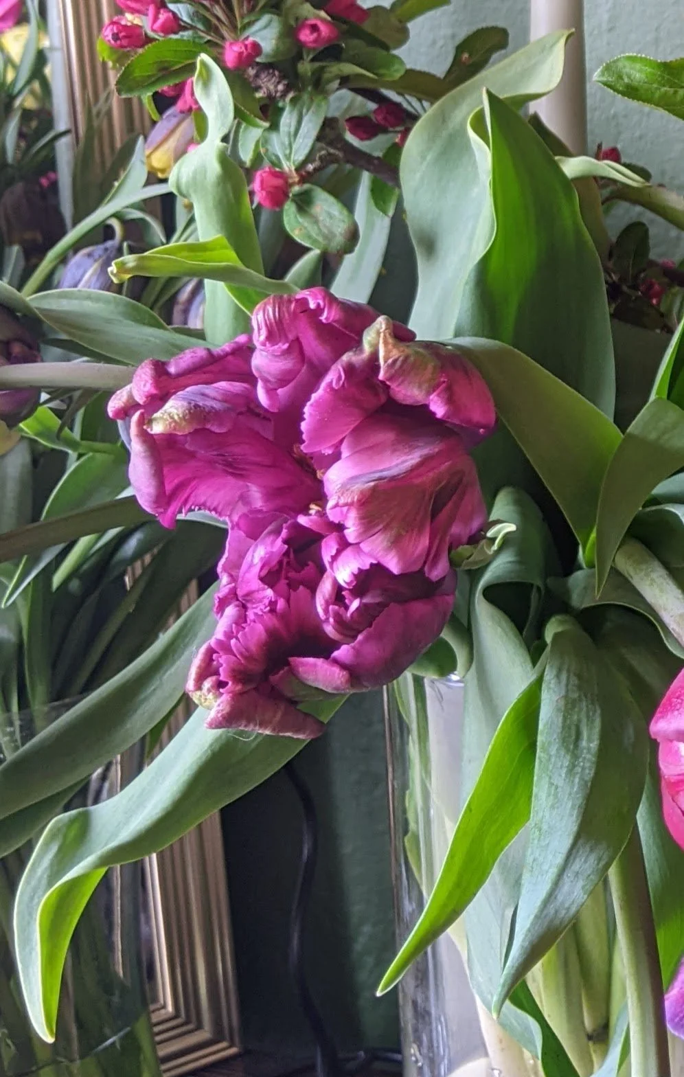 Purple parrot tulip .jpg