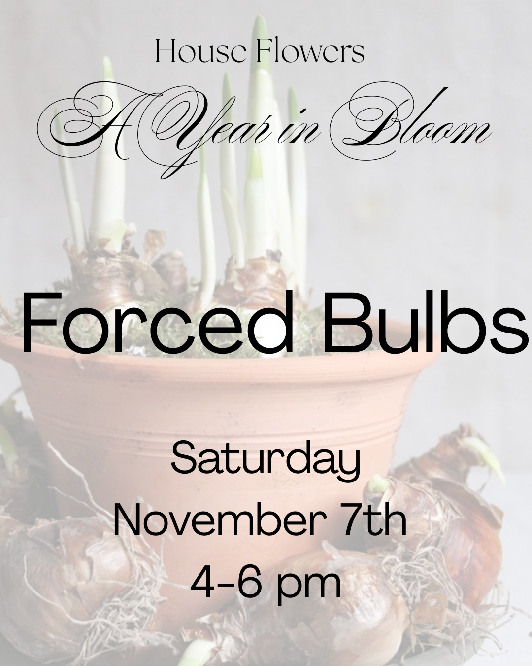 A Year in Bloom- Forced Bulbs - November 7th