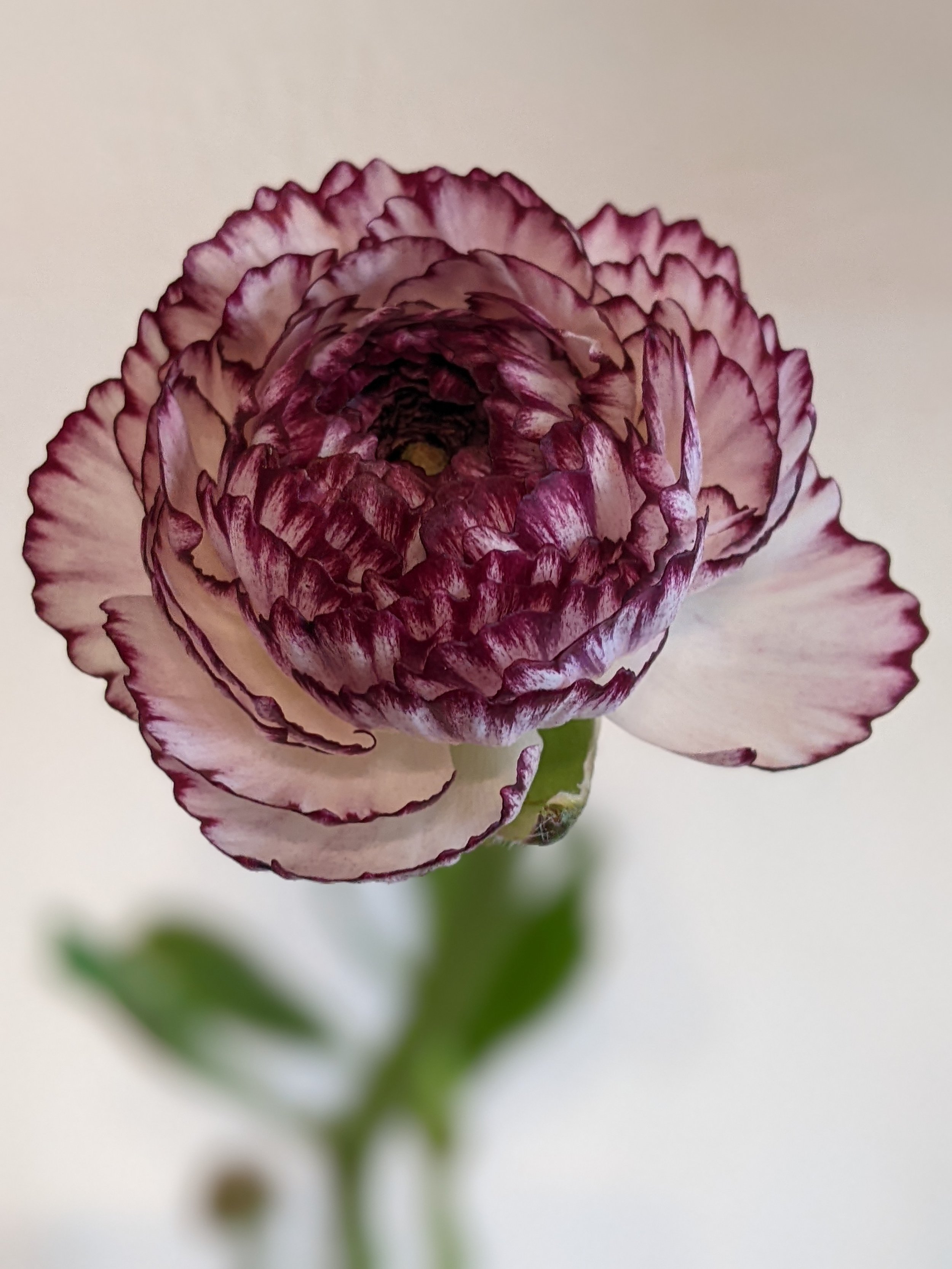 Bianco Straito Ranunculus close up.jpg