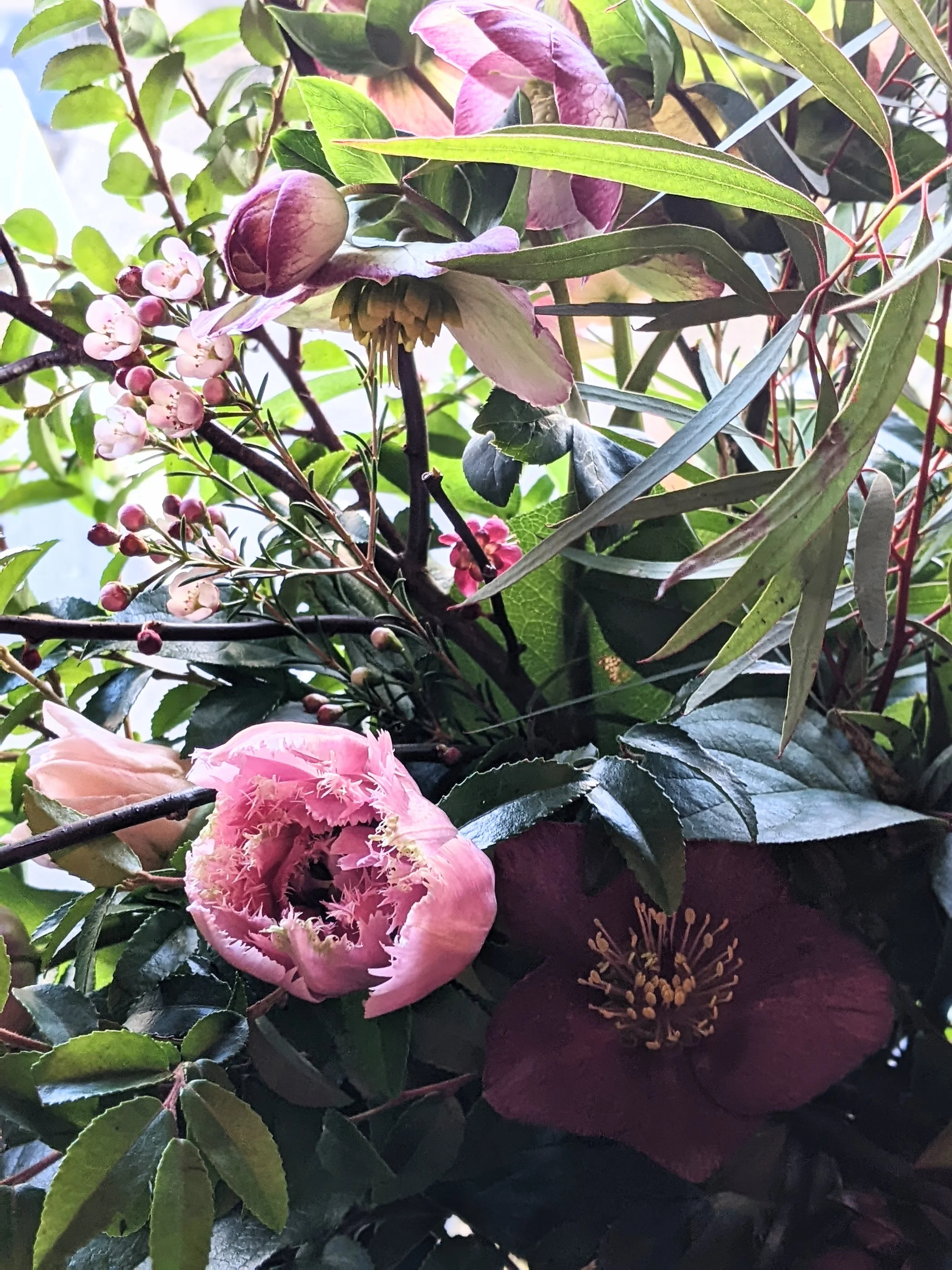 Pink frilly tulip mixed close up.jpg