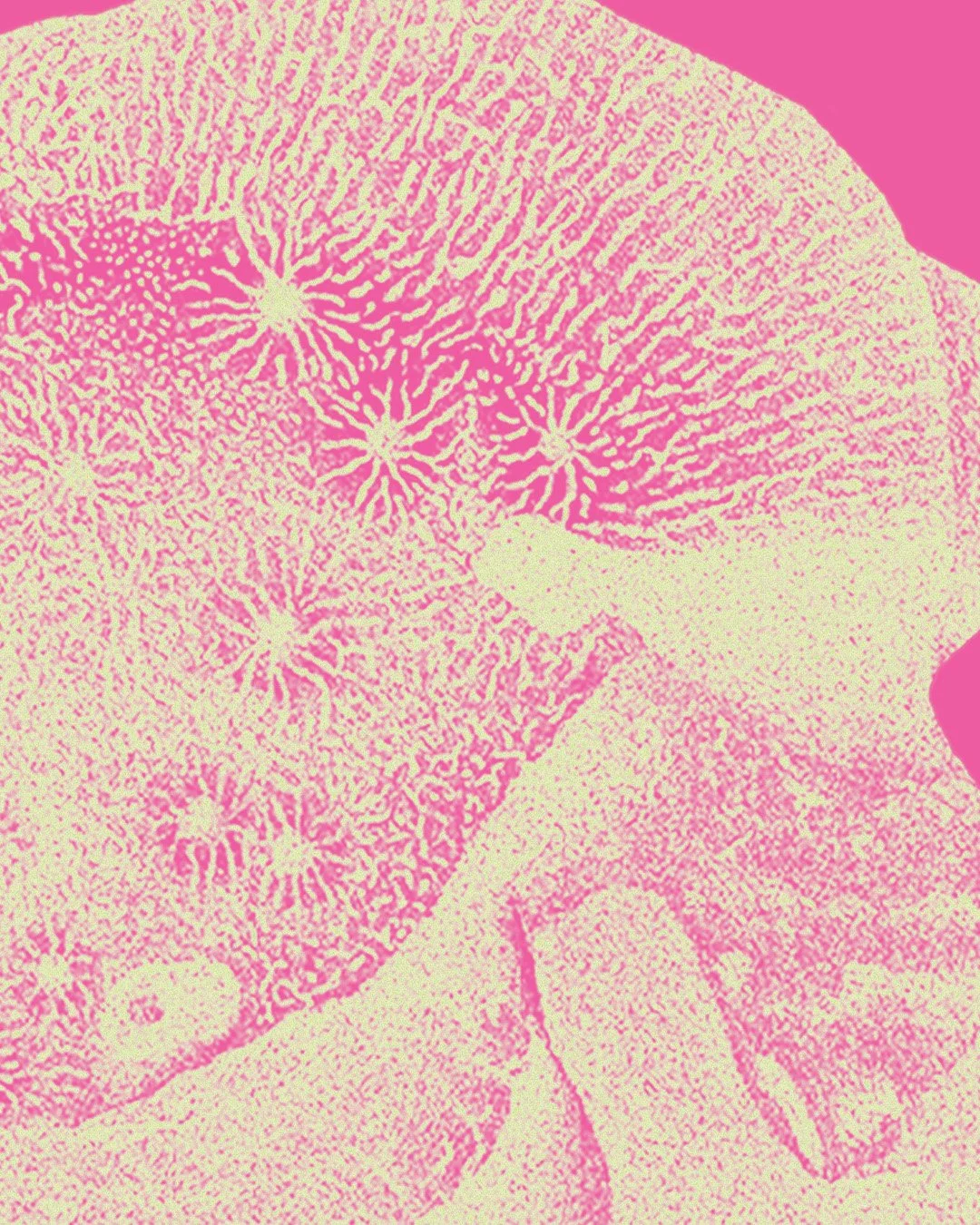 AATRP_Cover-Image-Fossil-CloseUp.jpg