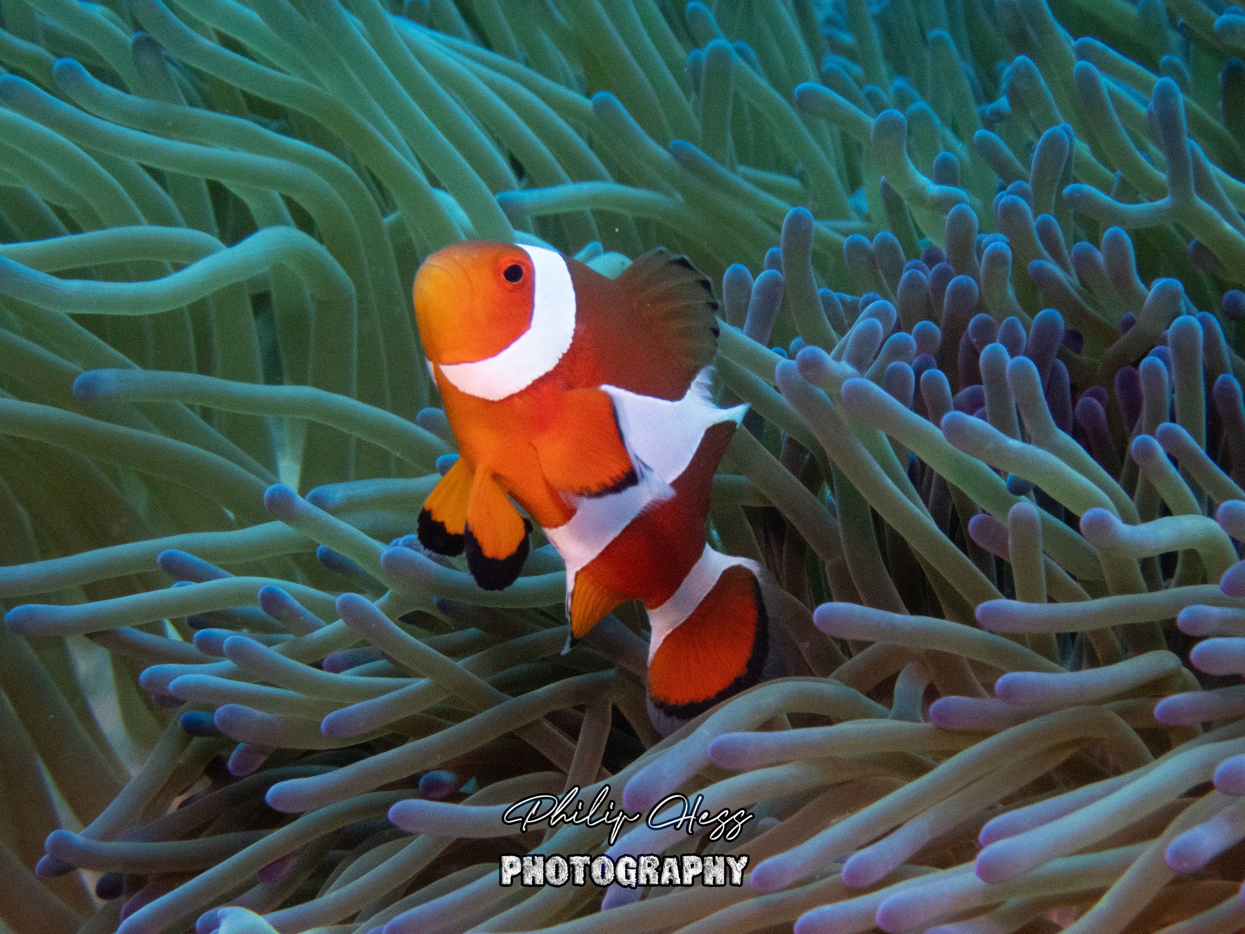 Anemone Fish
Manza - Okinawa Japan June 8, 2024
